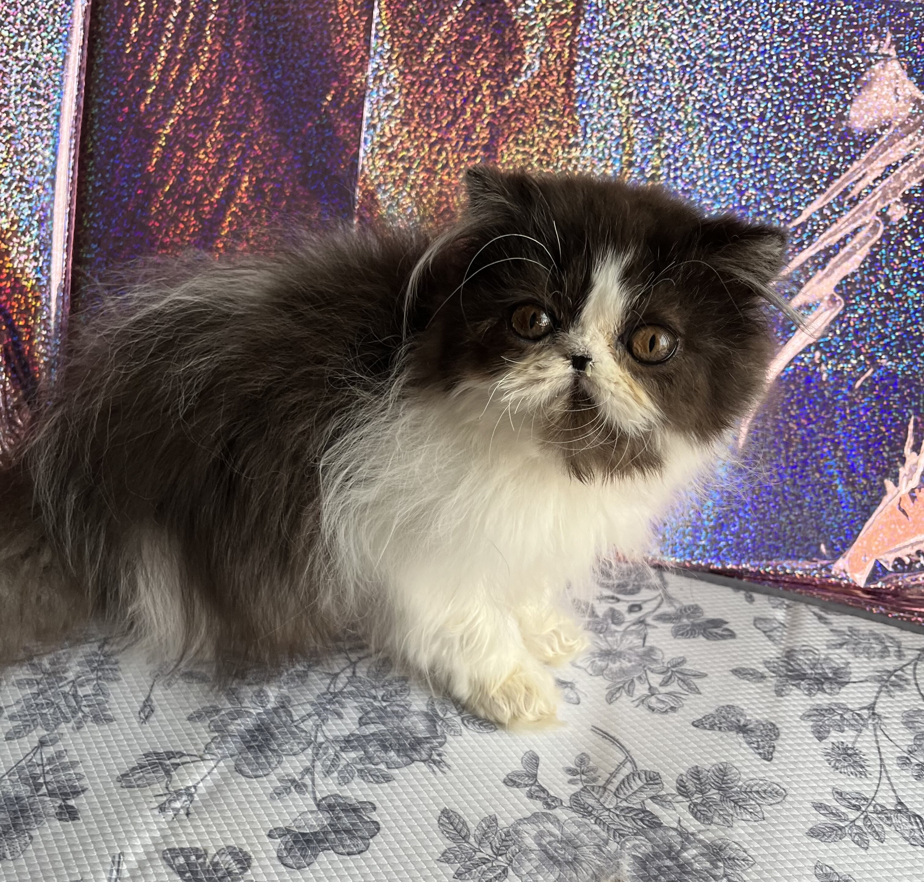 Beautiful Persian kitten image 6