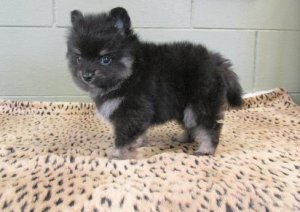 Ready to go Pomeranian puppies image 1