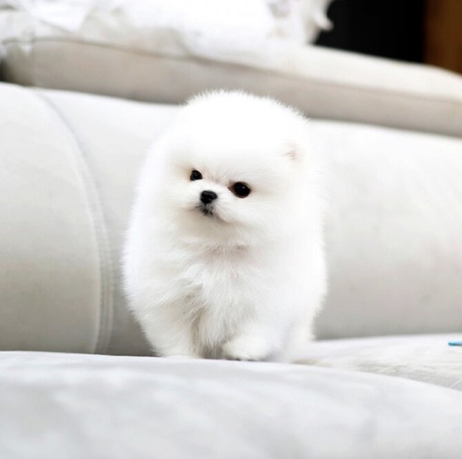 Ready to go Pomeranian puppies image 2