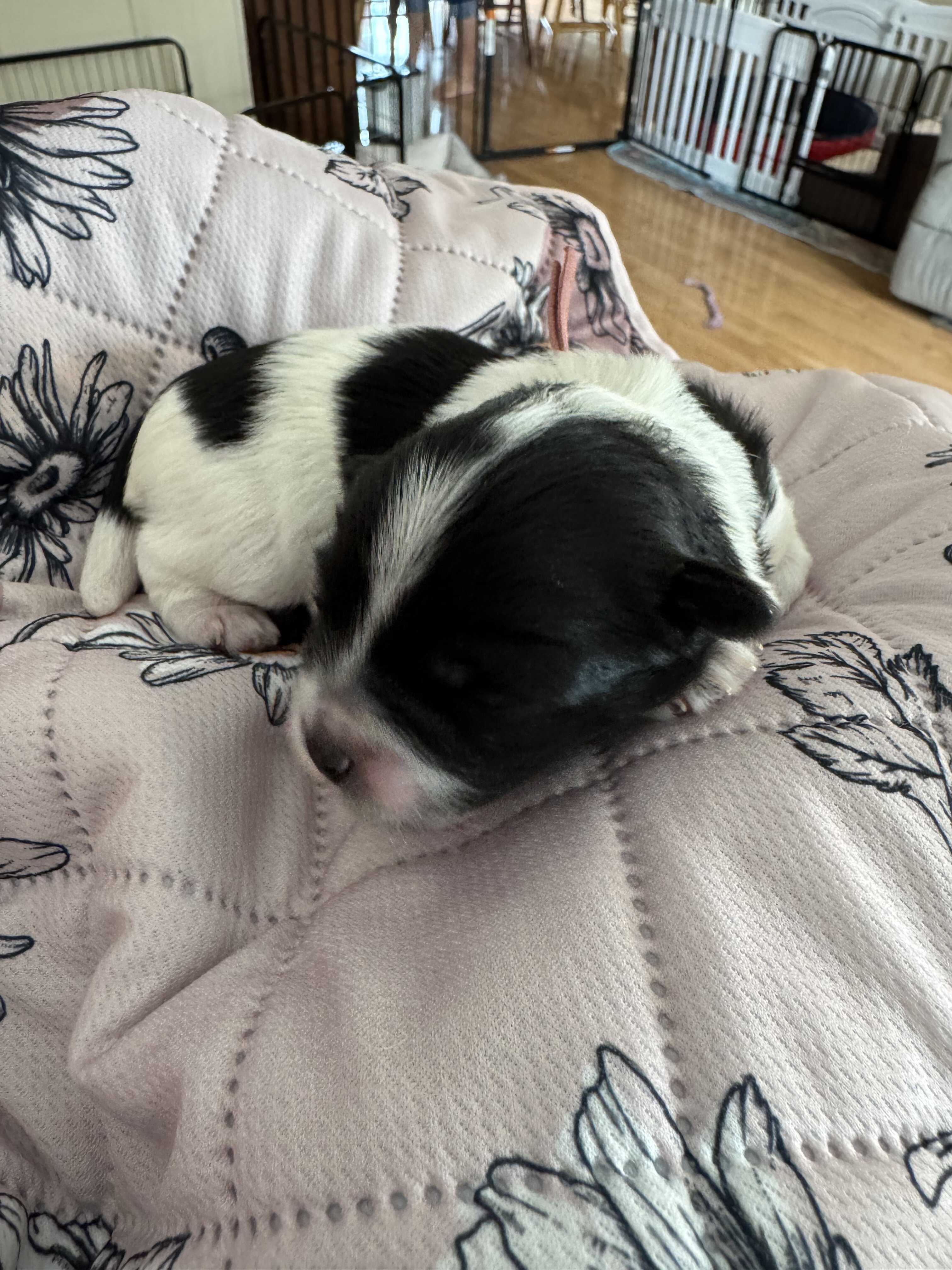 Maple - Coton de Tulear image 1