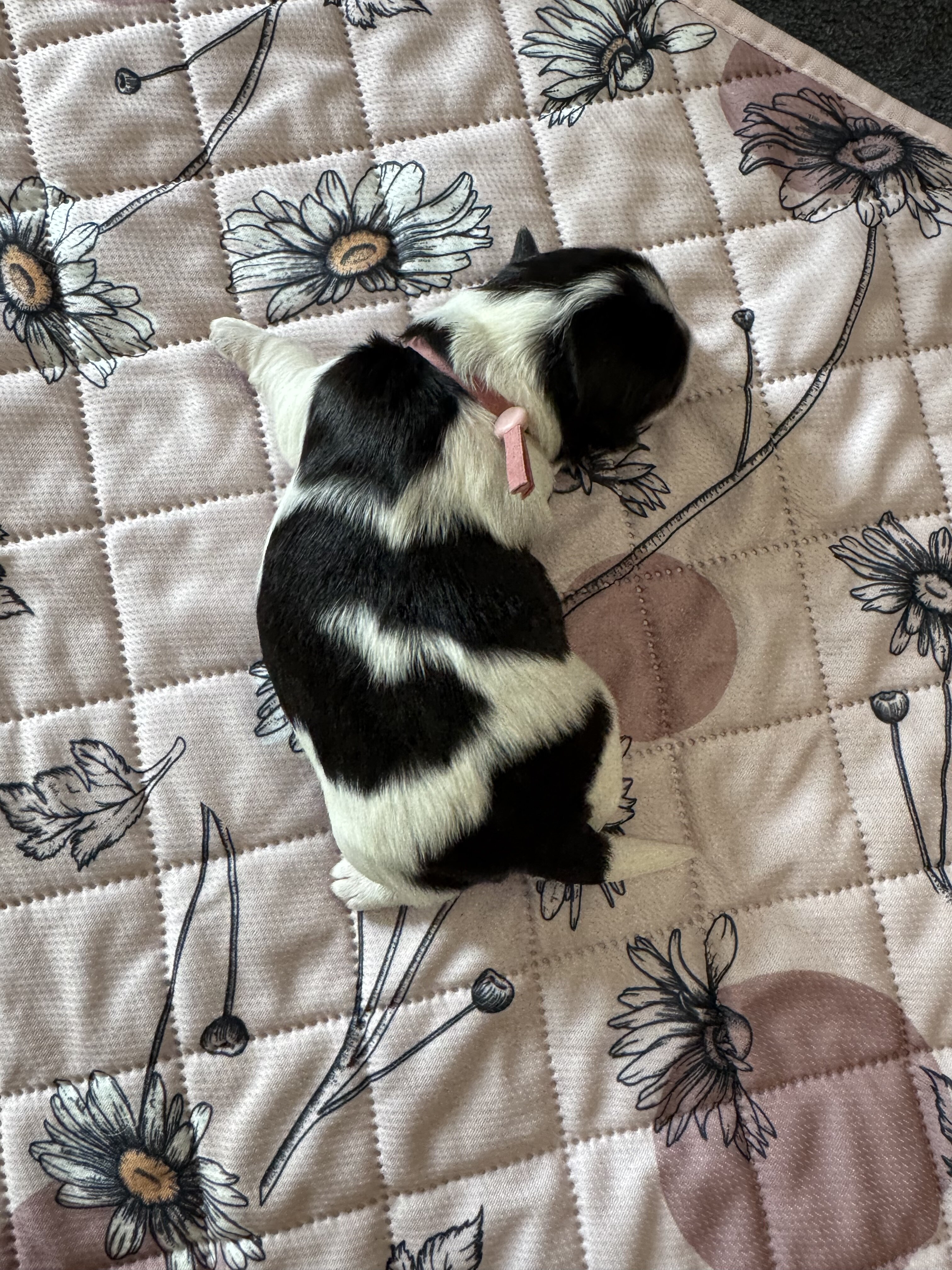 Maple - Coton de Tulear image 2