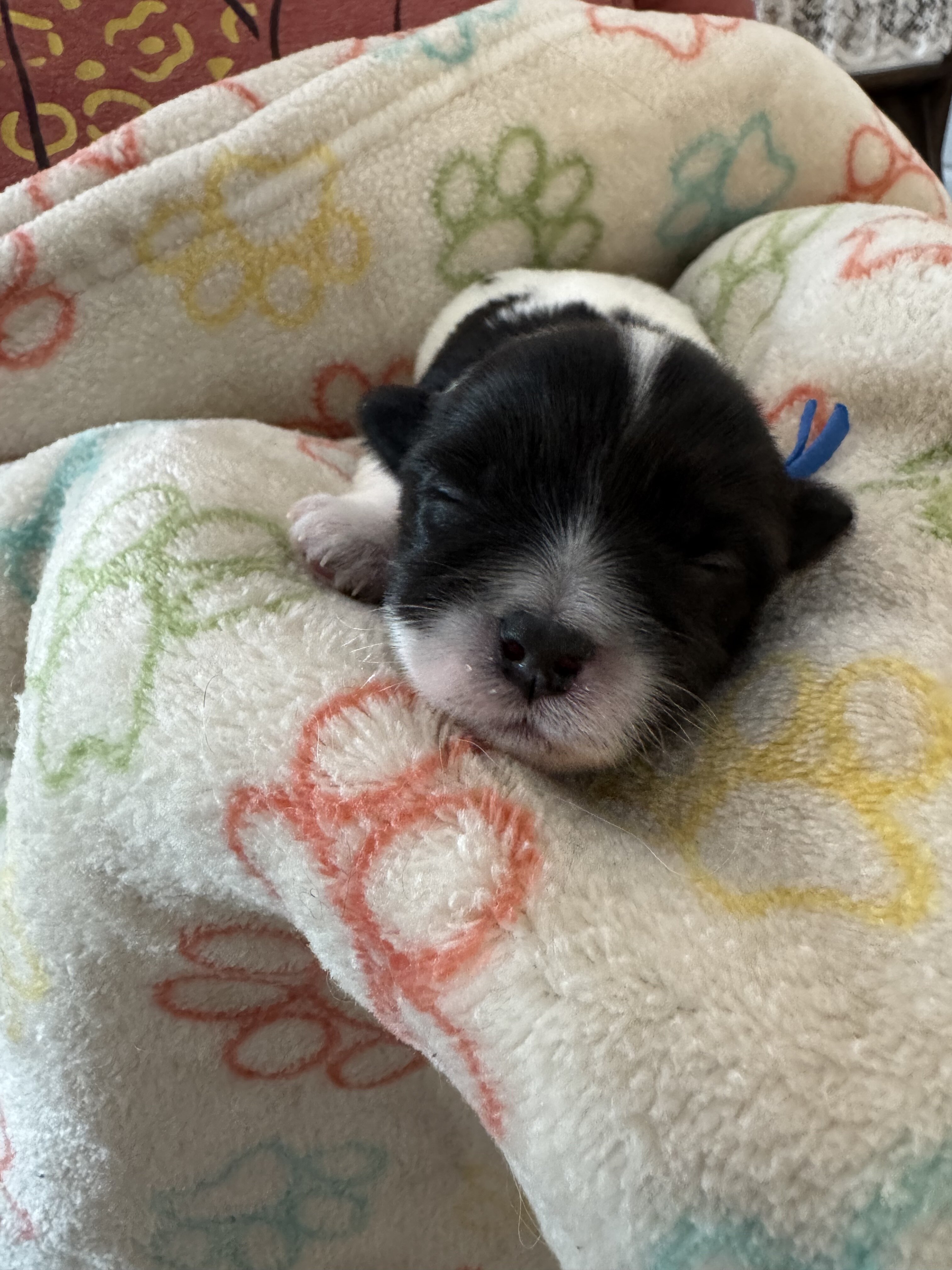 Archie - Coton de Tulear image 2