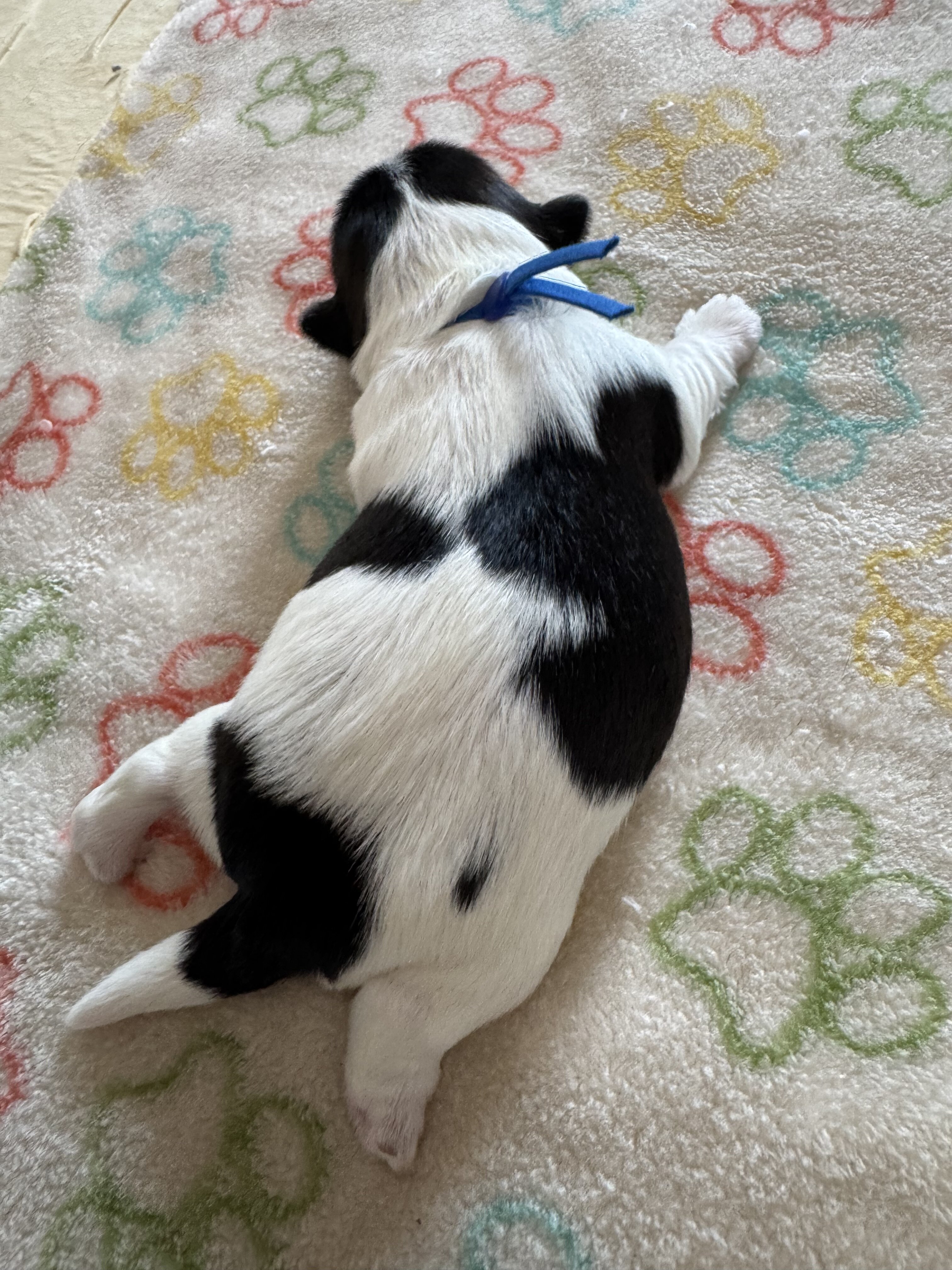 Archie - Coton de Tulear image 6