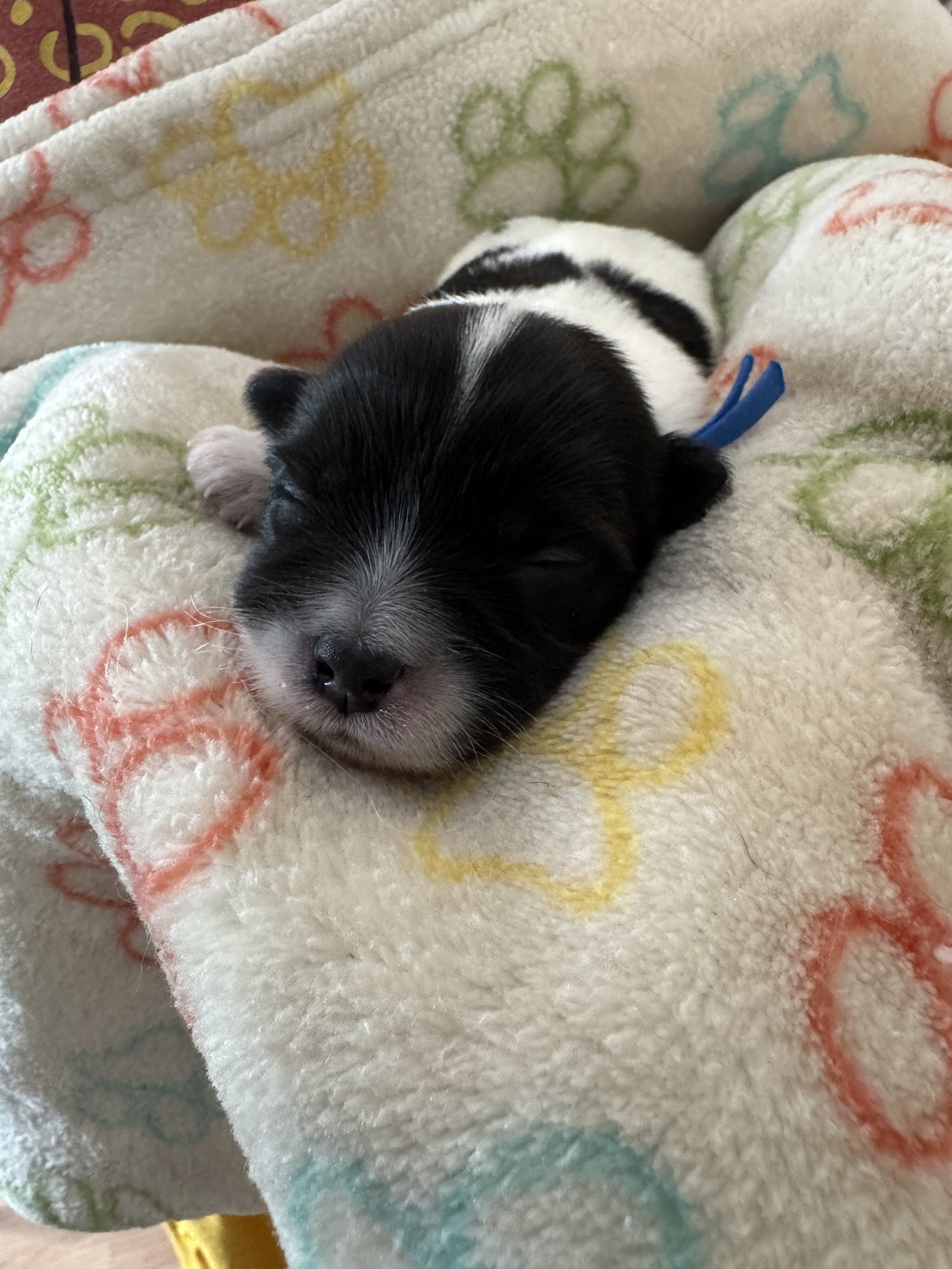 Archie - Coton de Tulear image 7
