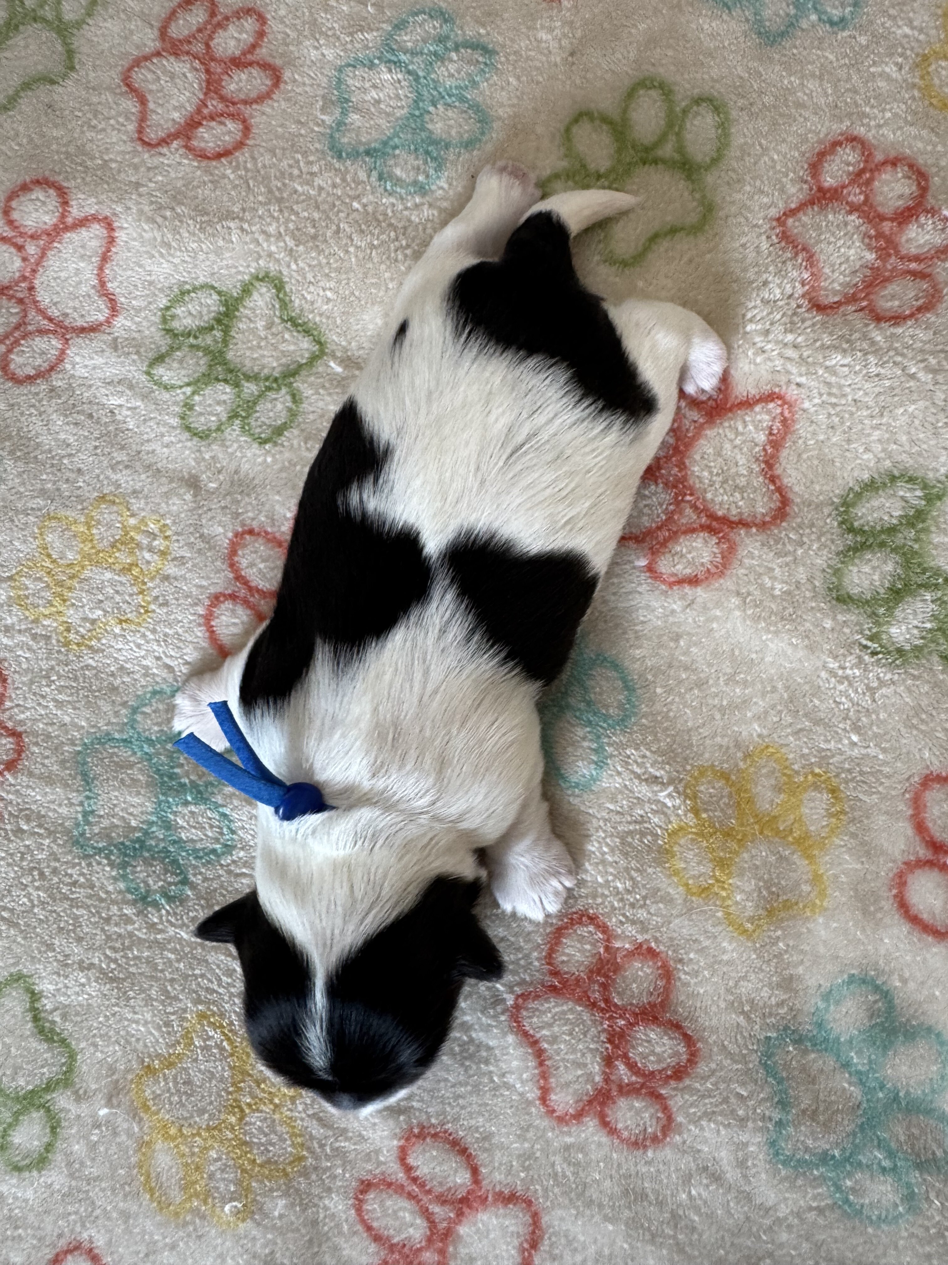 Archie - Coton de Tulear image 5