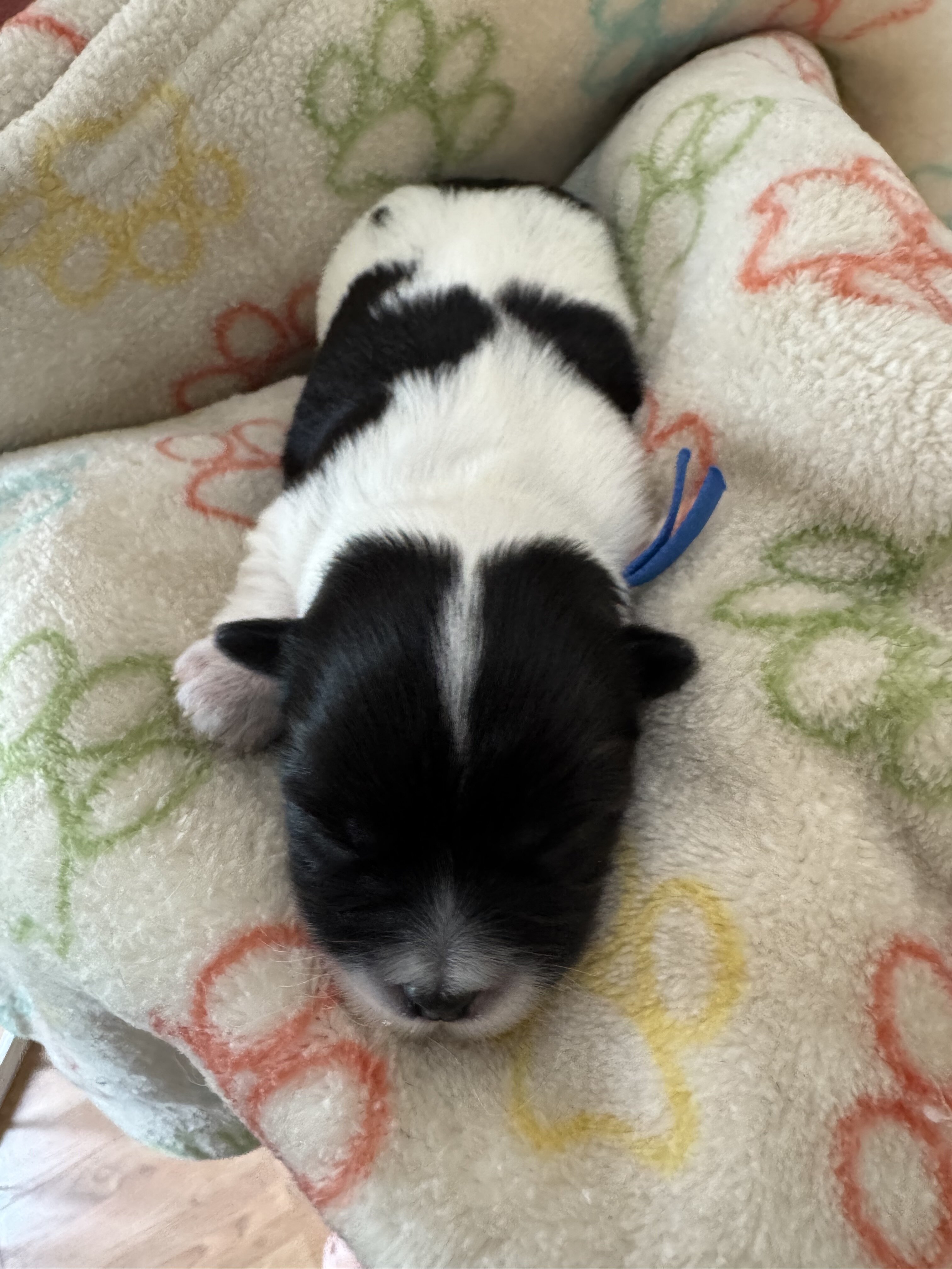 Archie - Coton de Tulear image 4