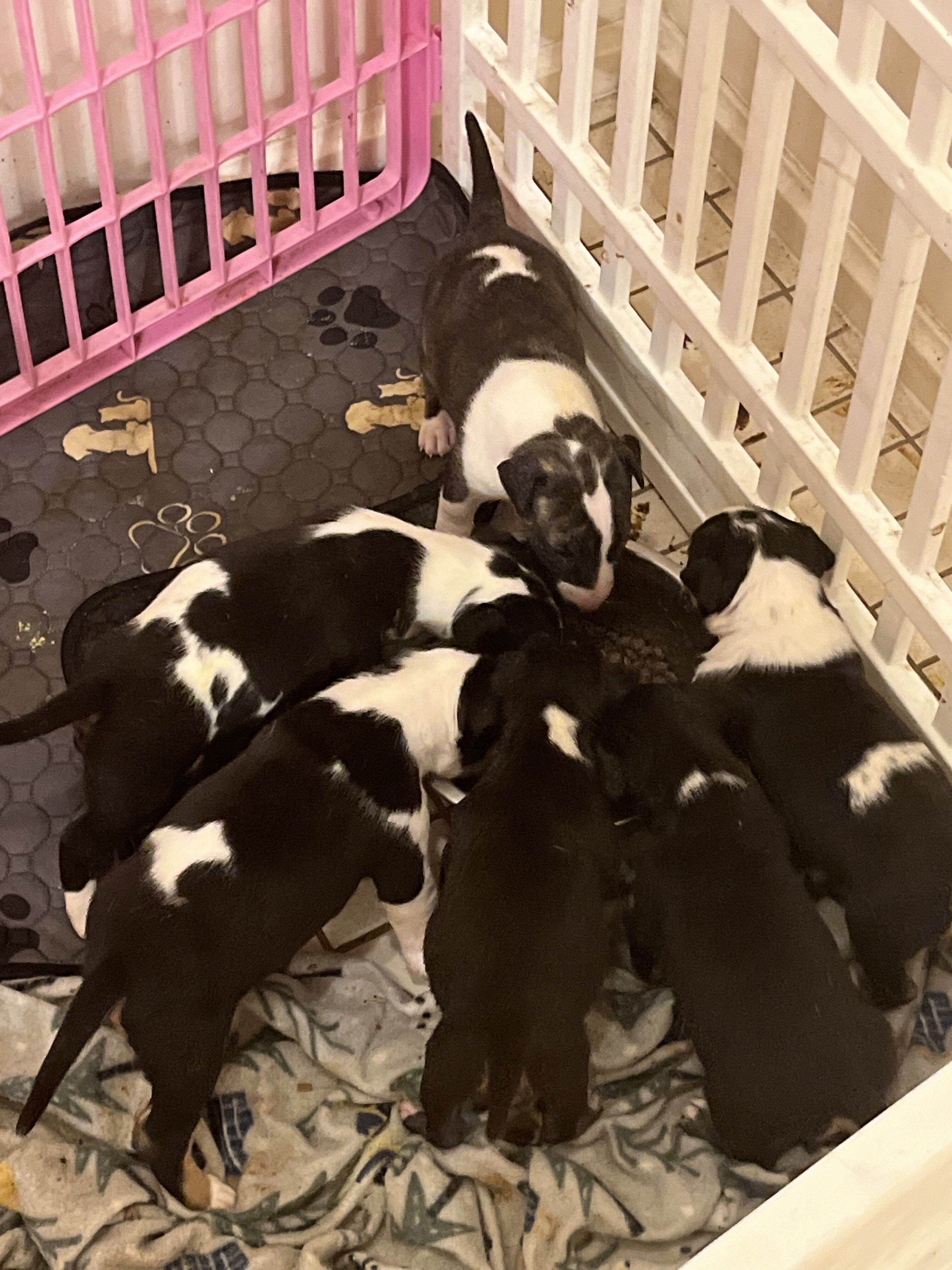 Bull terrier image 1