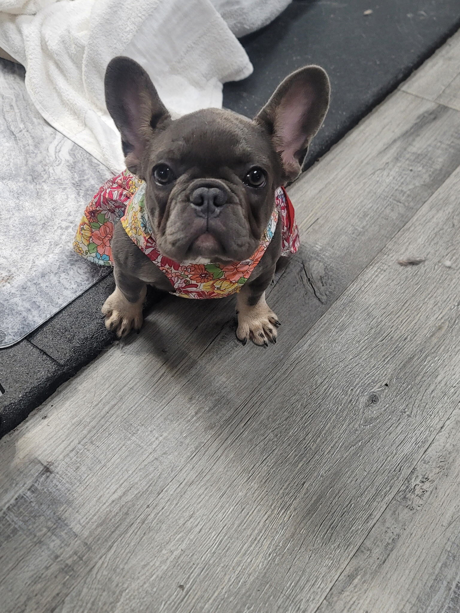 AKC French Bulldog image 1