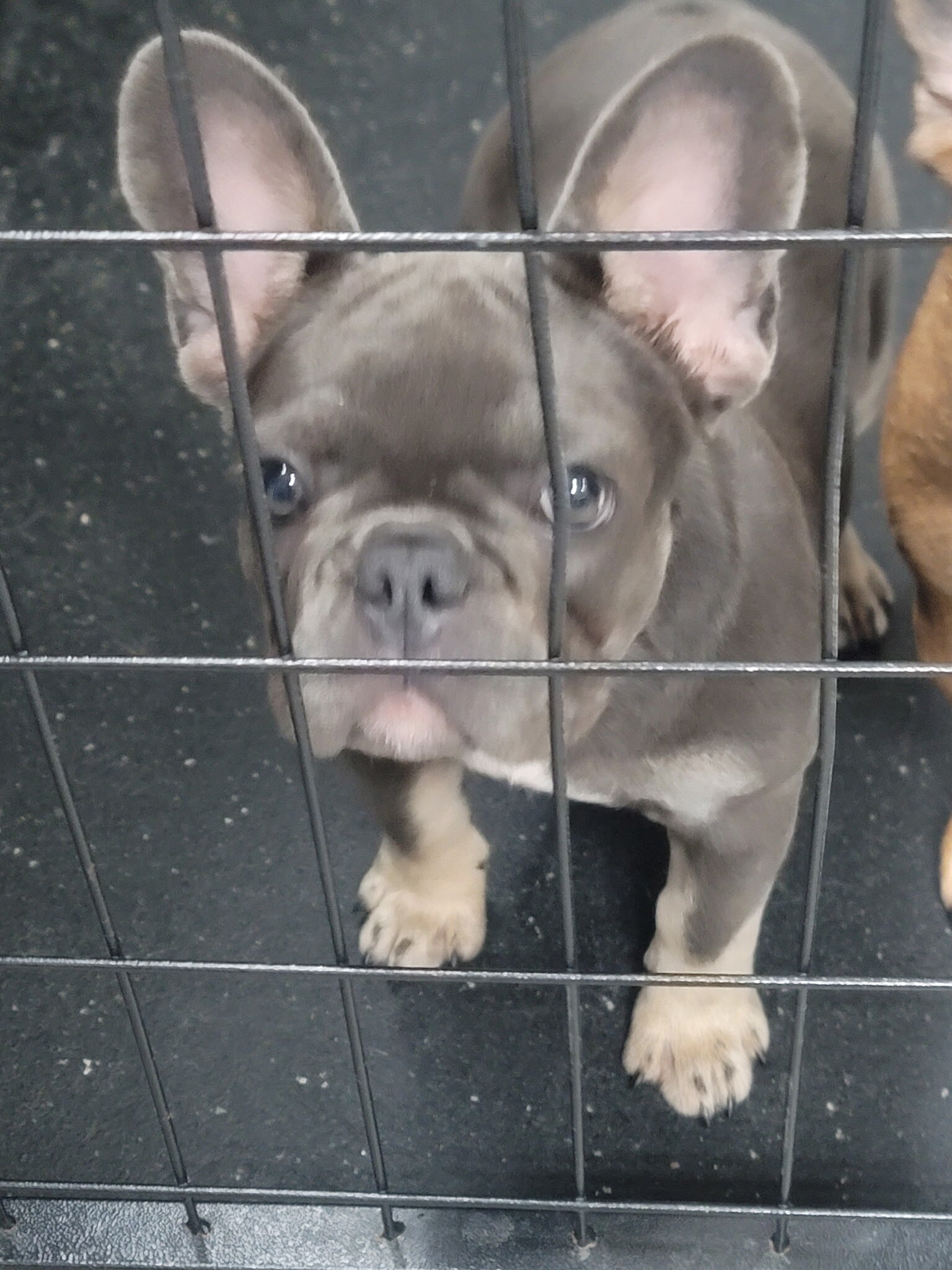 AKC French Bulldog image 2