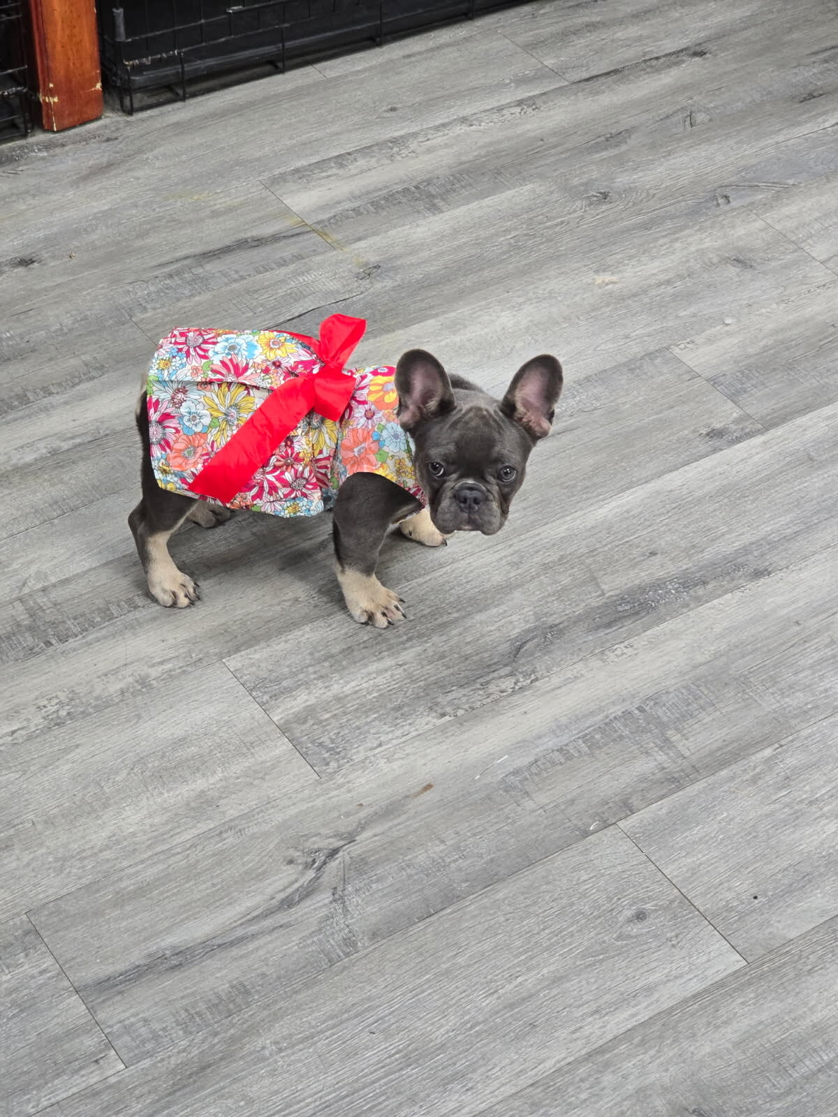 AKC French Bulldog image 3