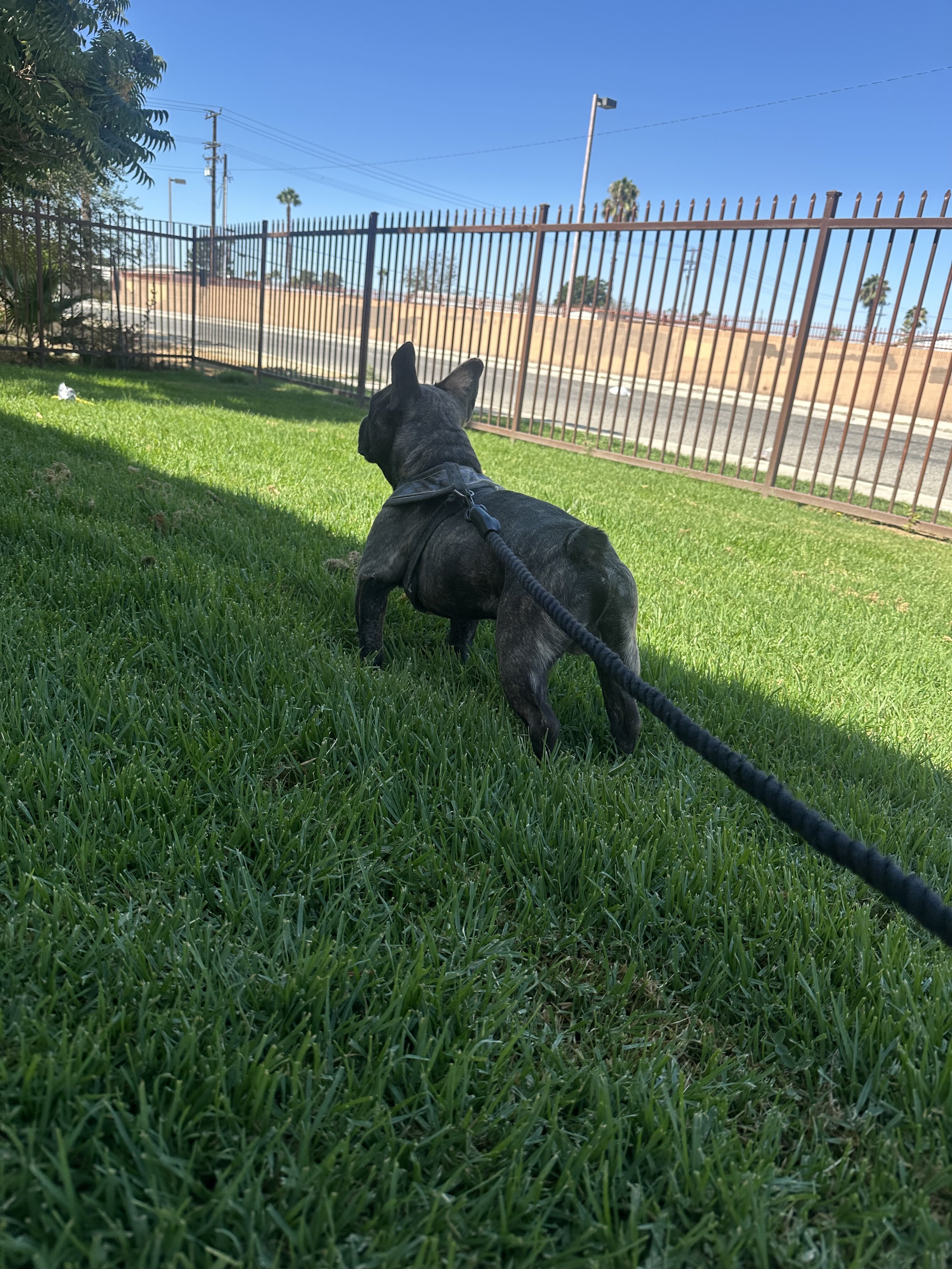 Male Frenchie - Brindle image 1