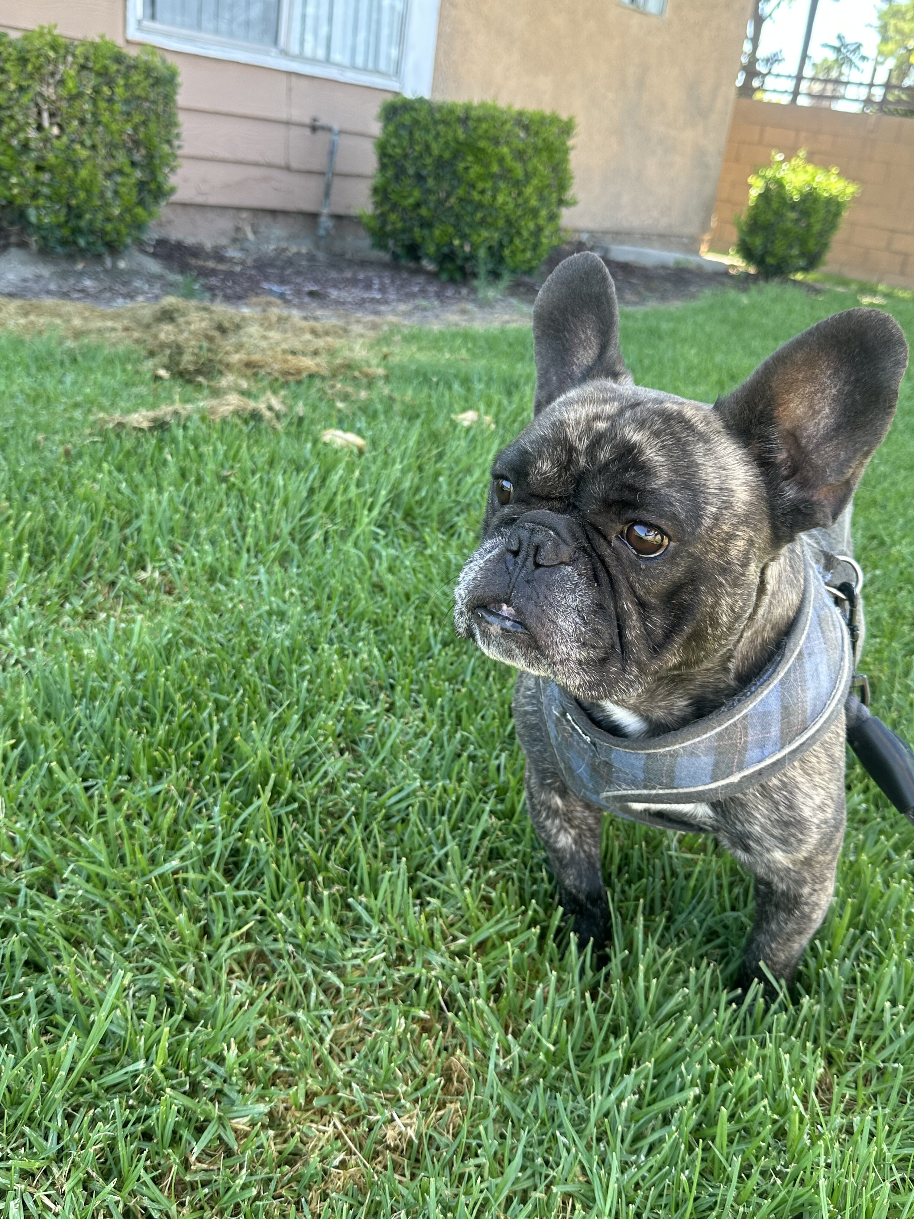 Male Frenchie - Brindle image 2