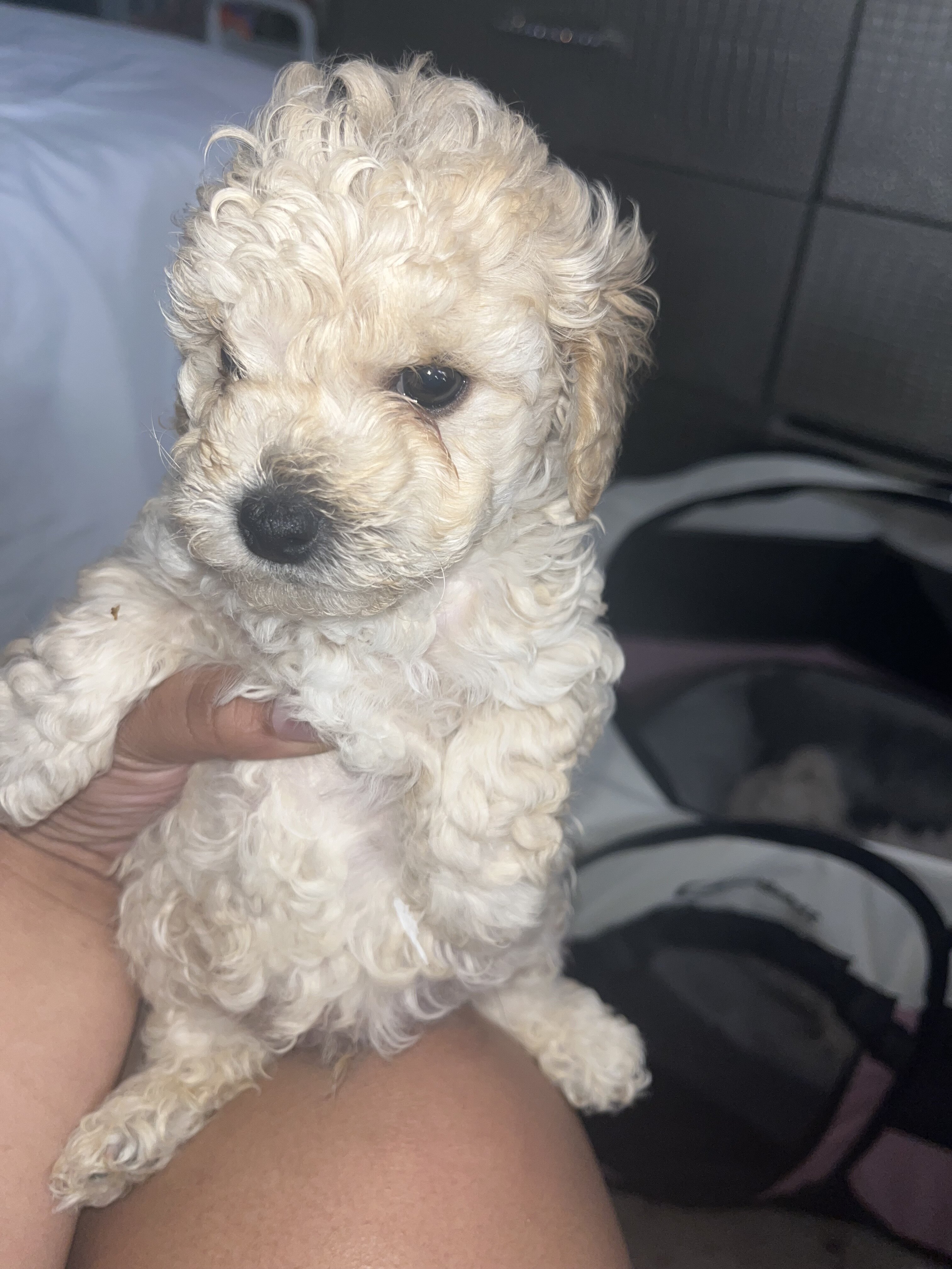 Toy poodles image 6