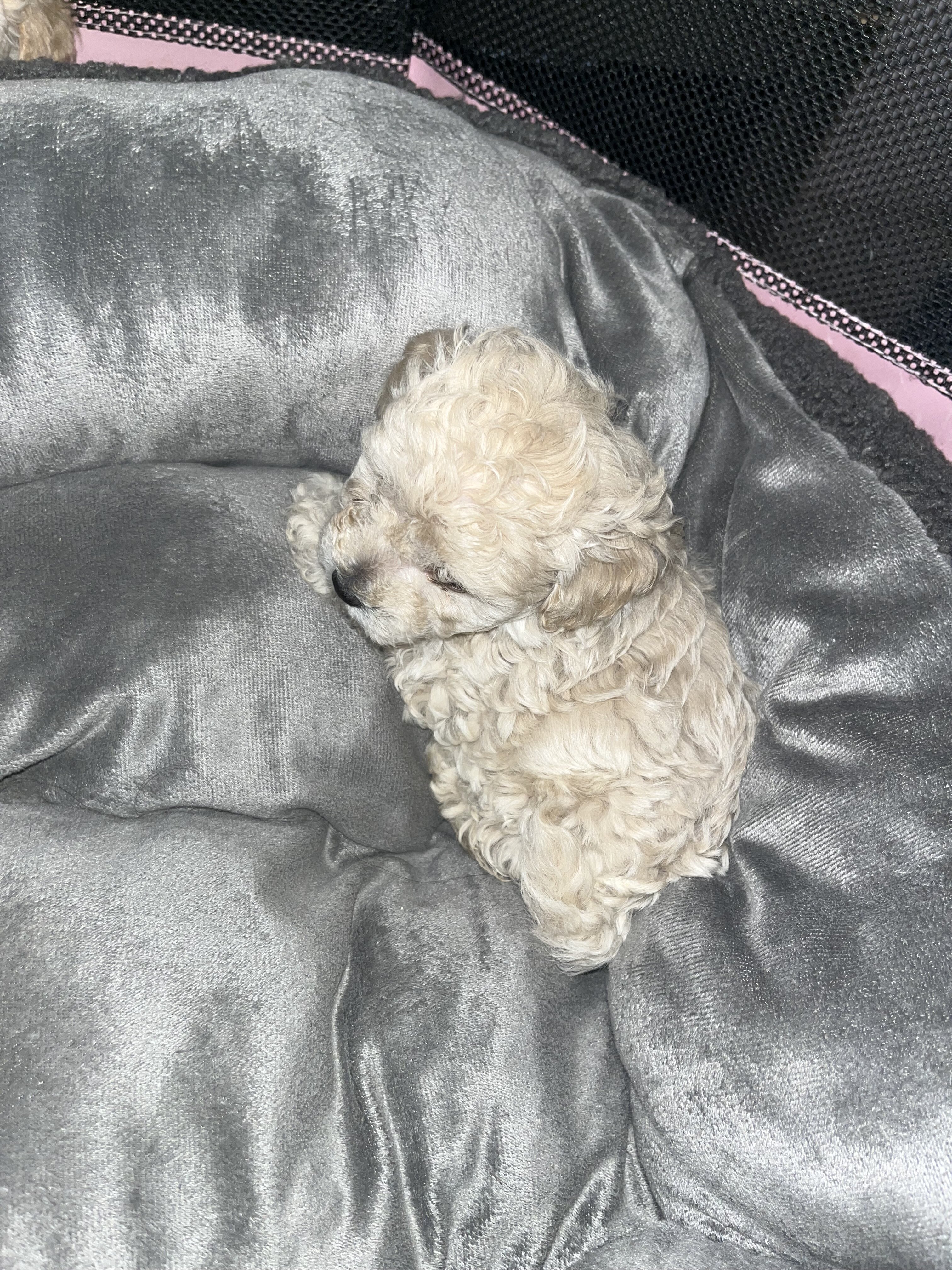 Toy poodles image 5