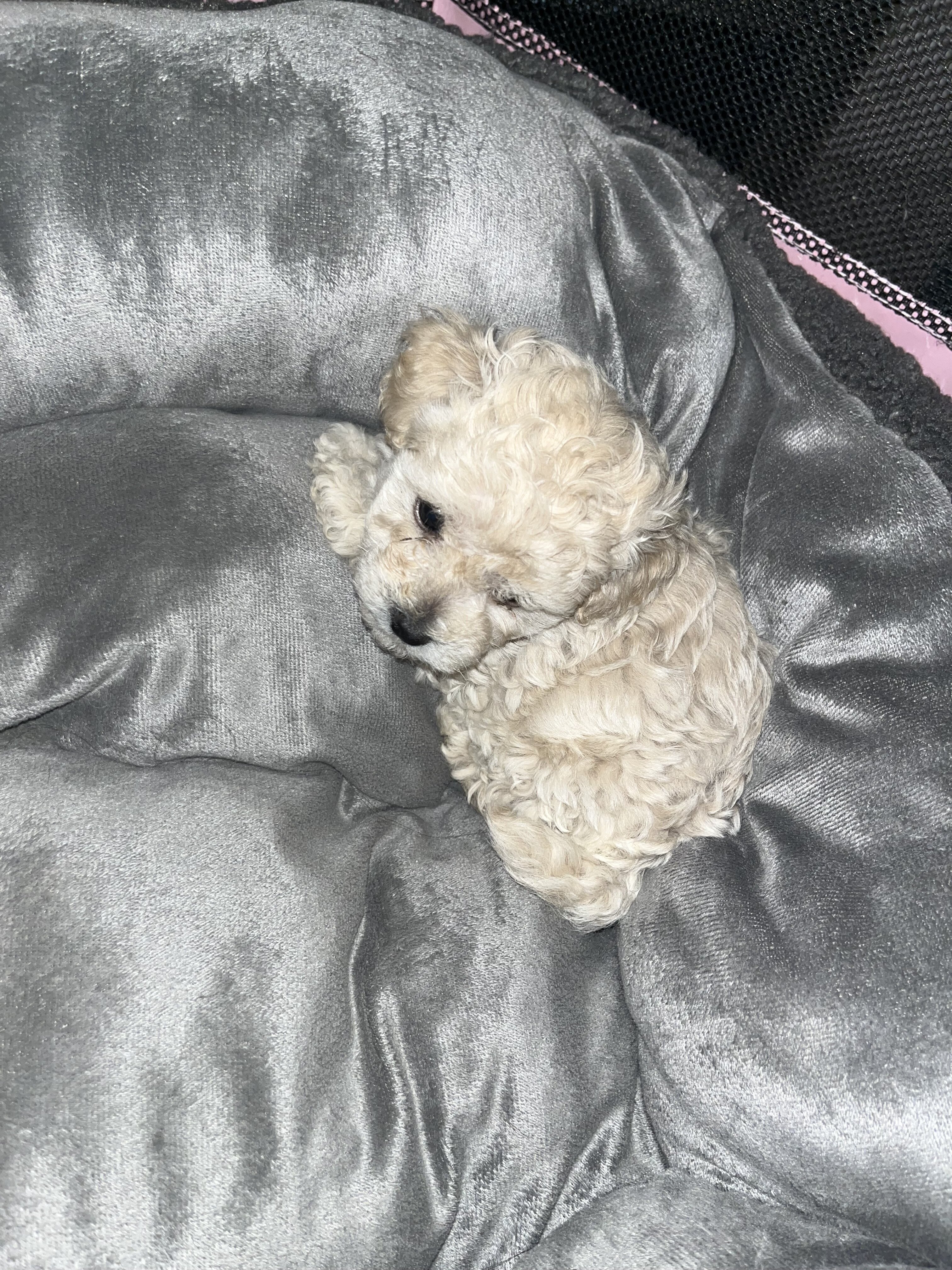 Toy poodles image 4