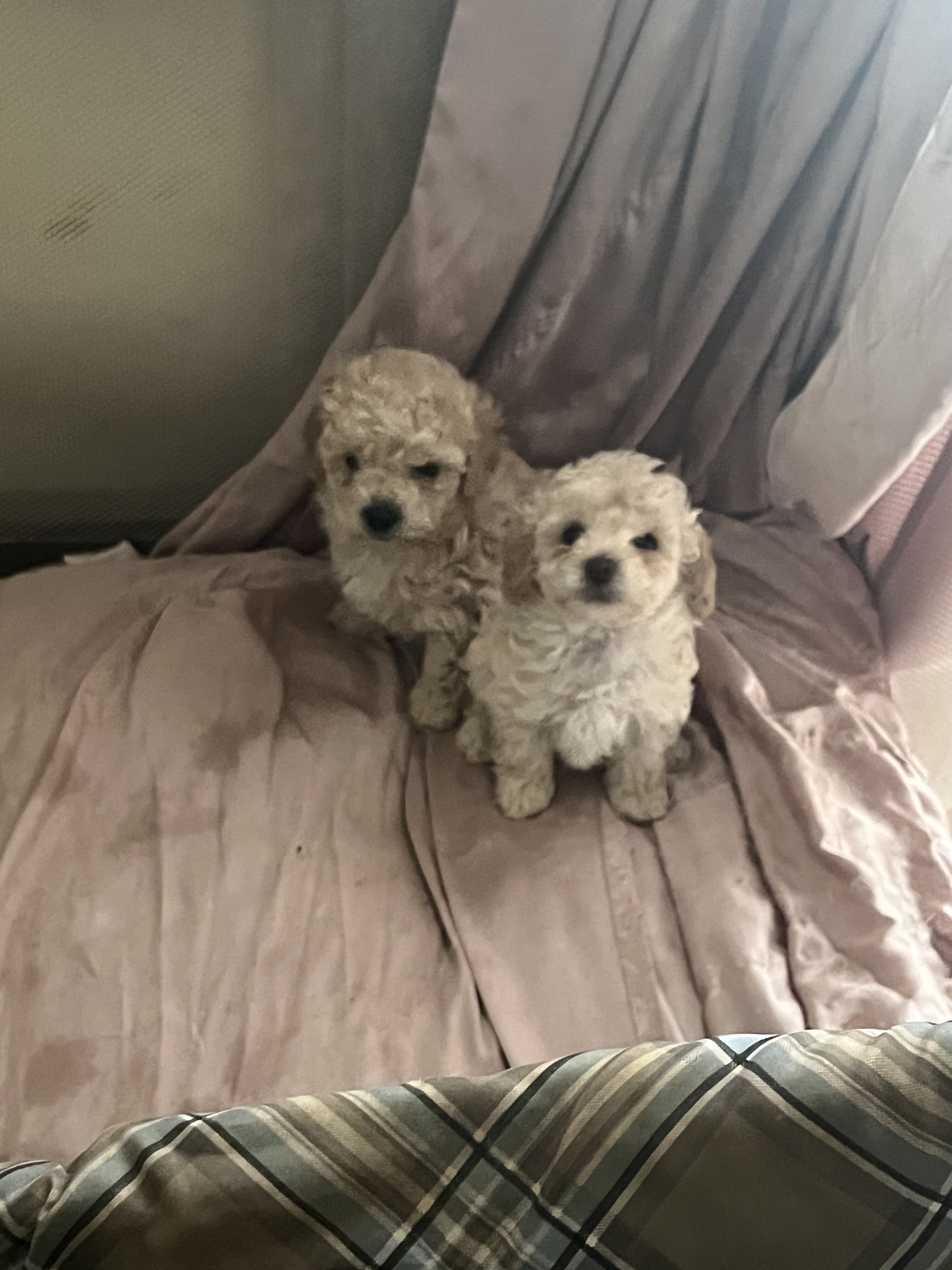 Toy poodles image 3