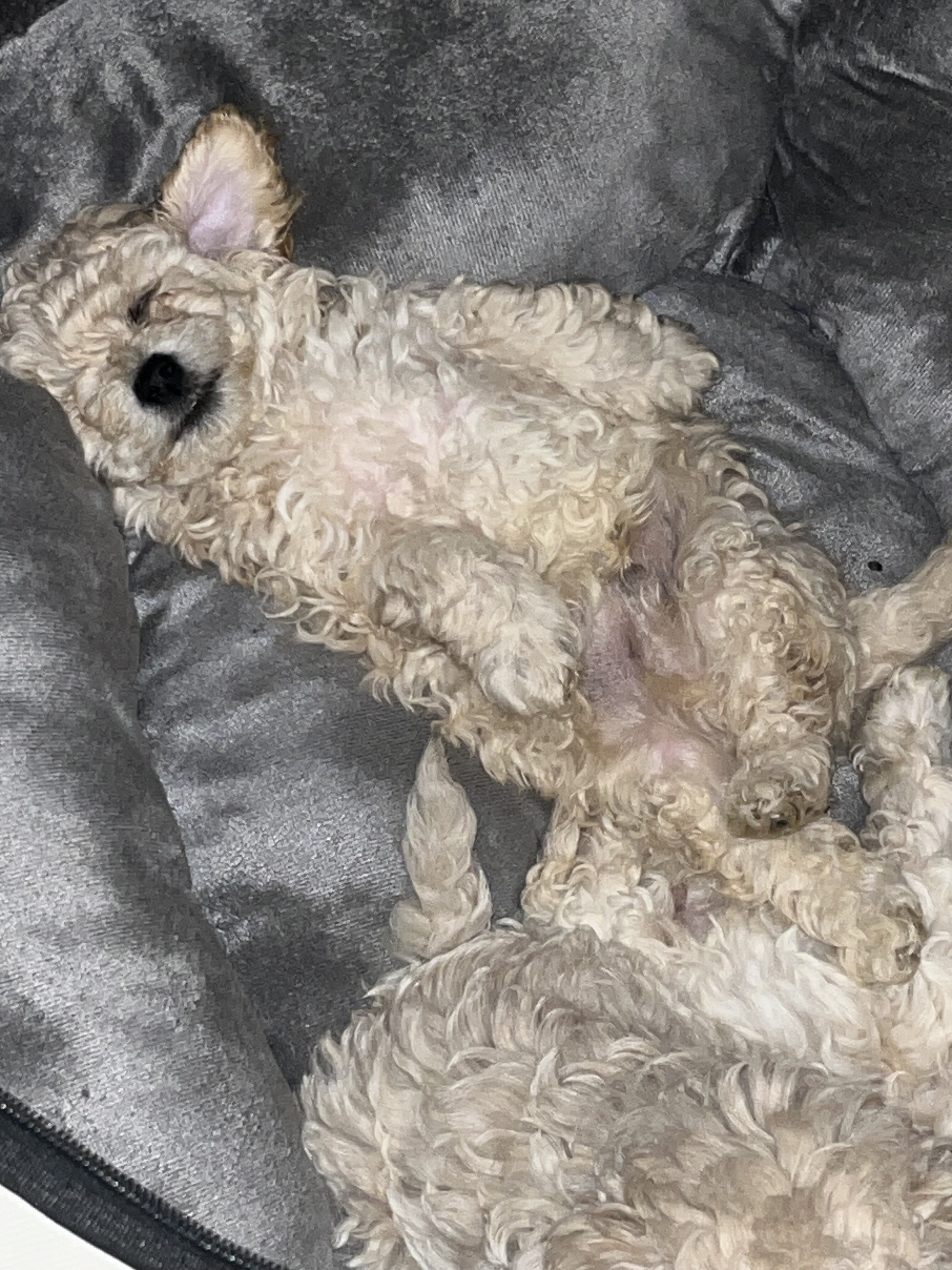 Toy poodles image 2