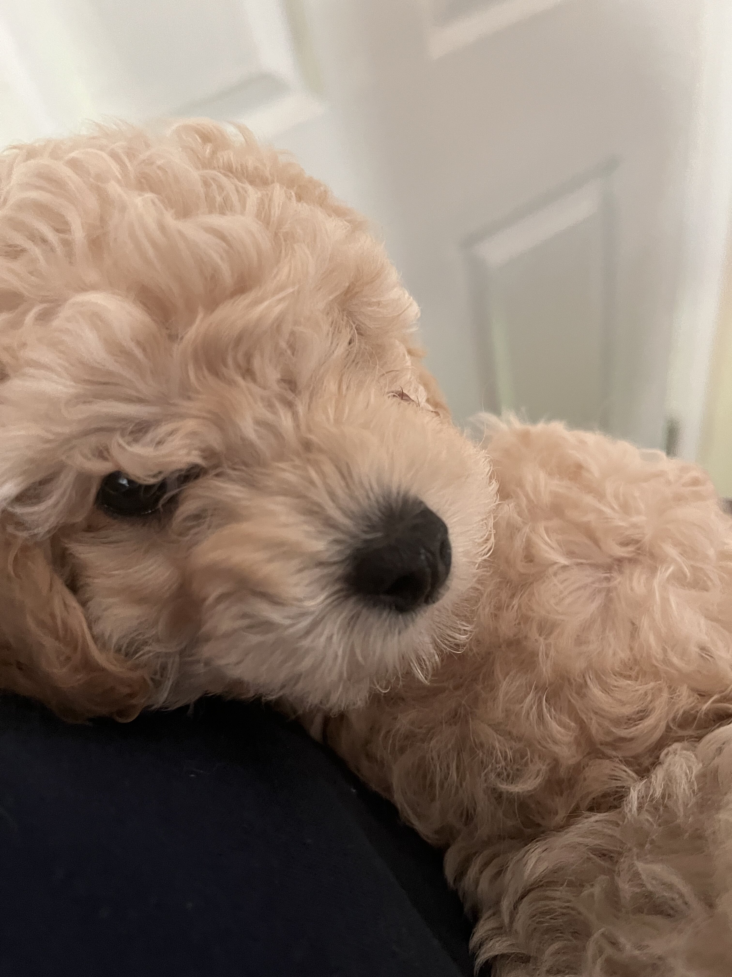 Toy poodles image 1