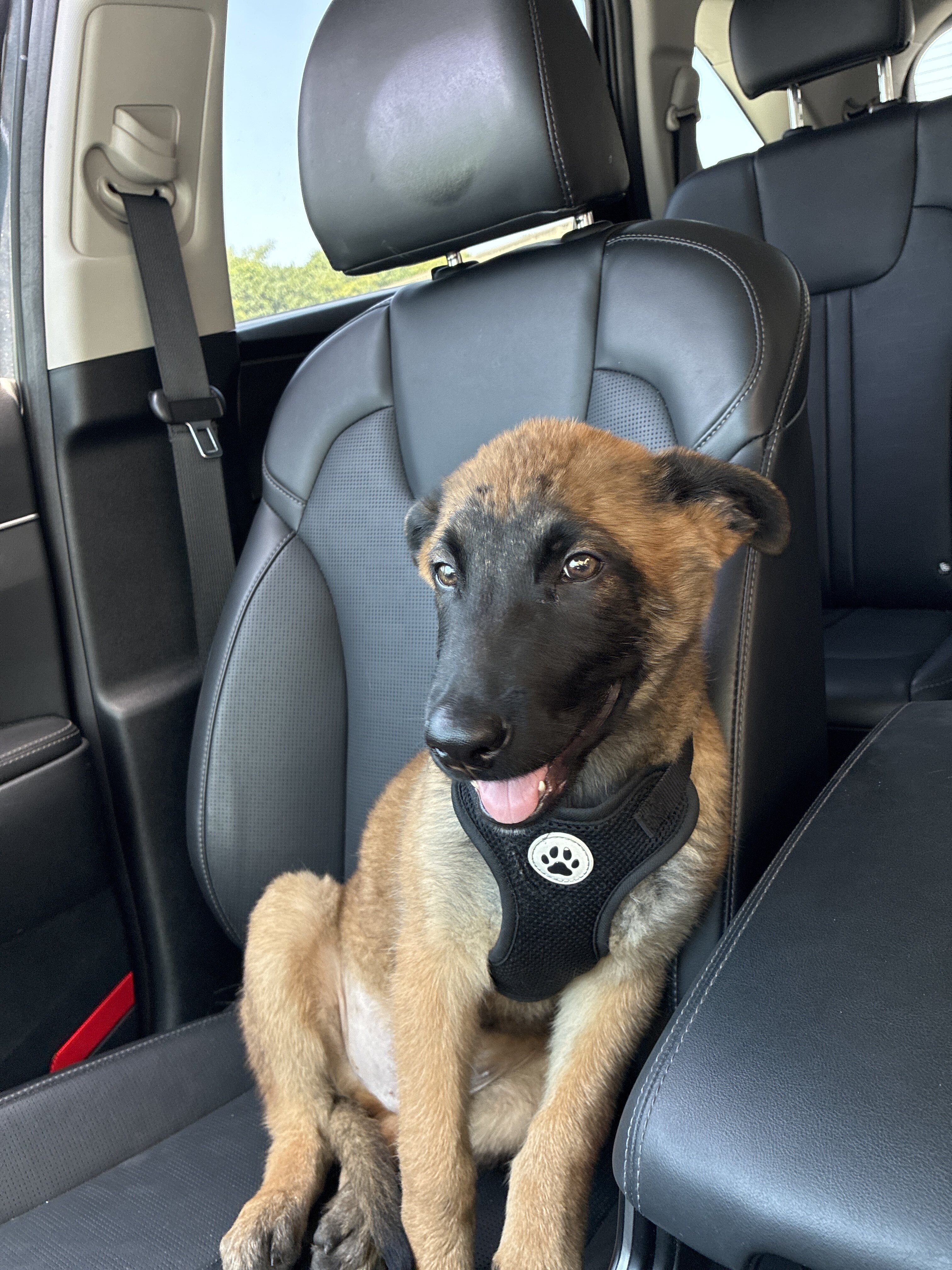 Belgian Malinois image 1