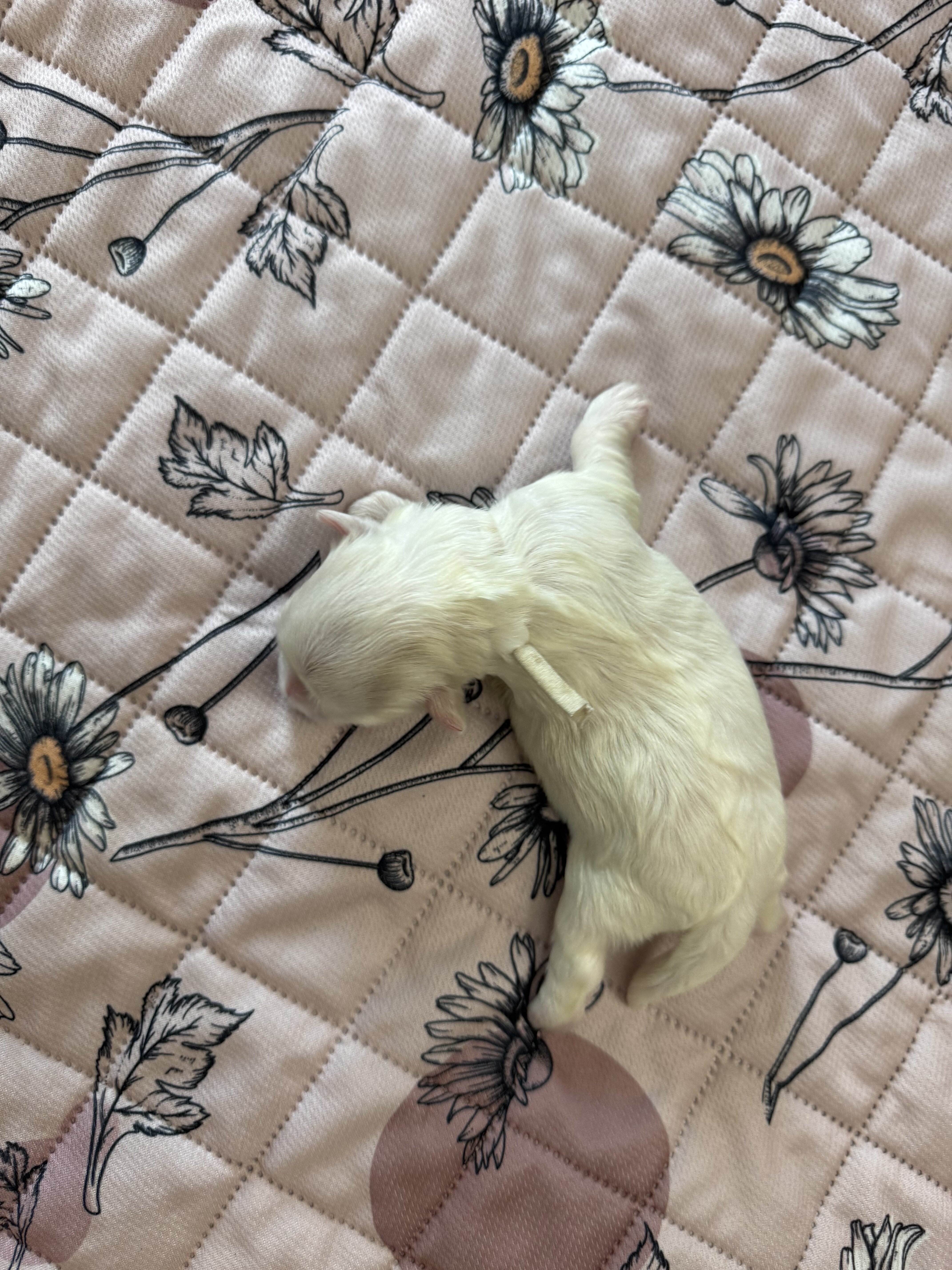 Meadow - Coton de Tulear image 1
