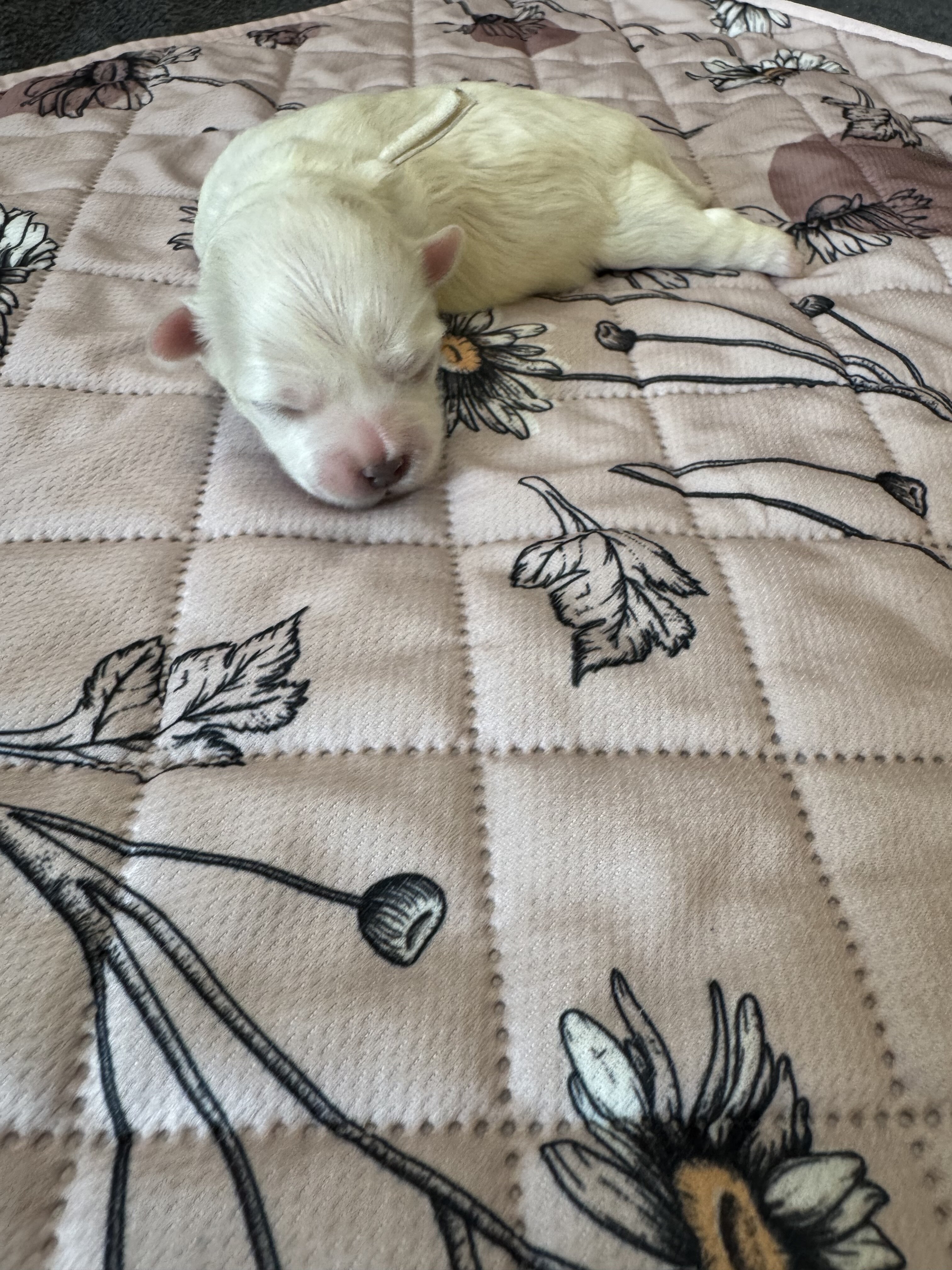 Meadow - Coton de Tulear image 2