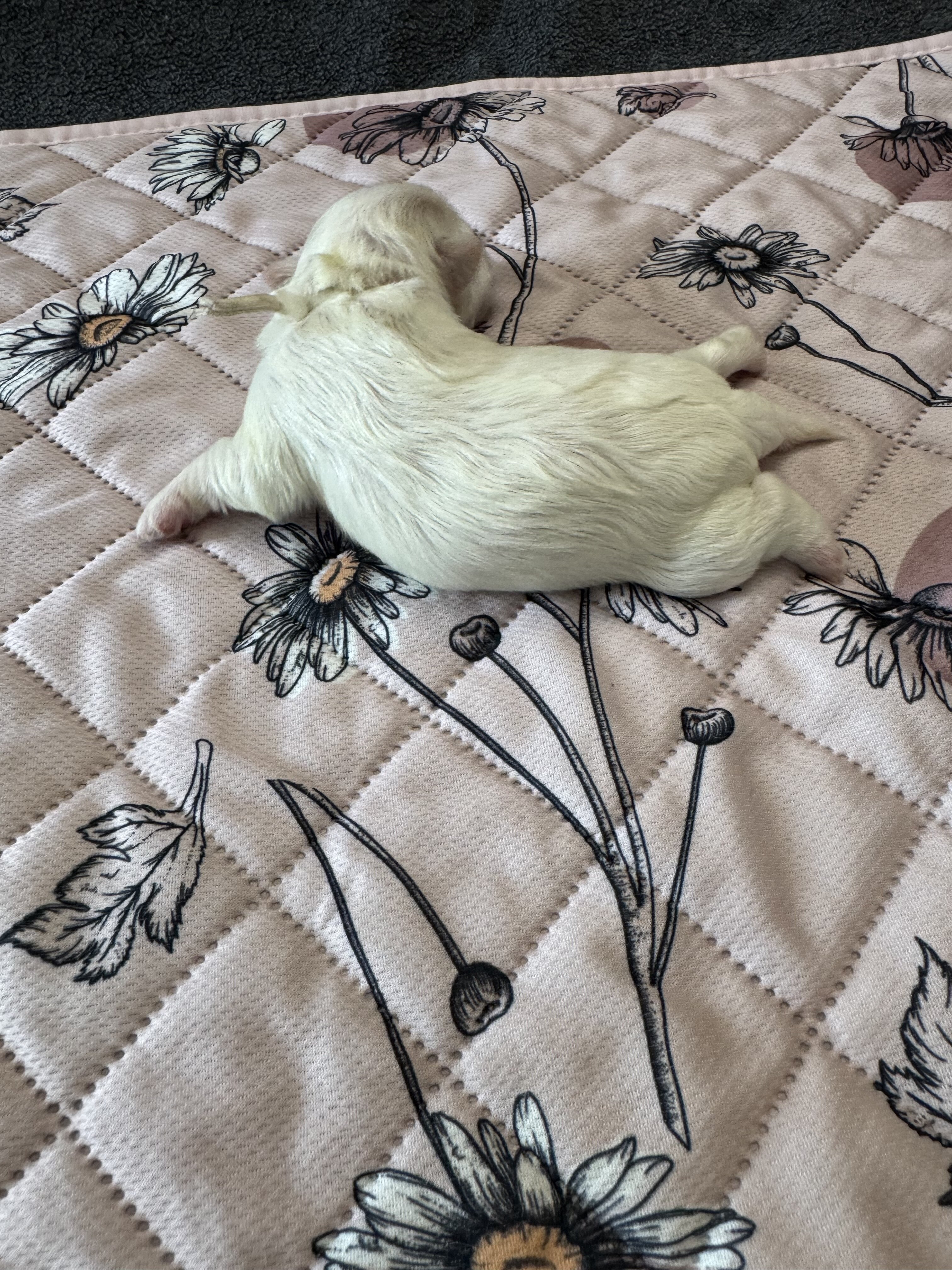Meadow - Coton de Tulear image 3