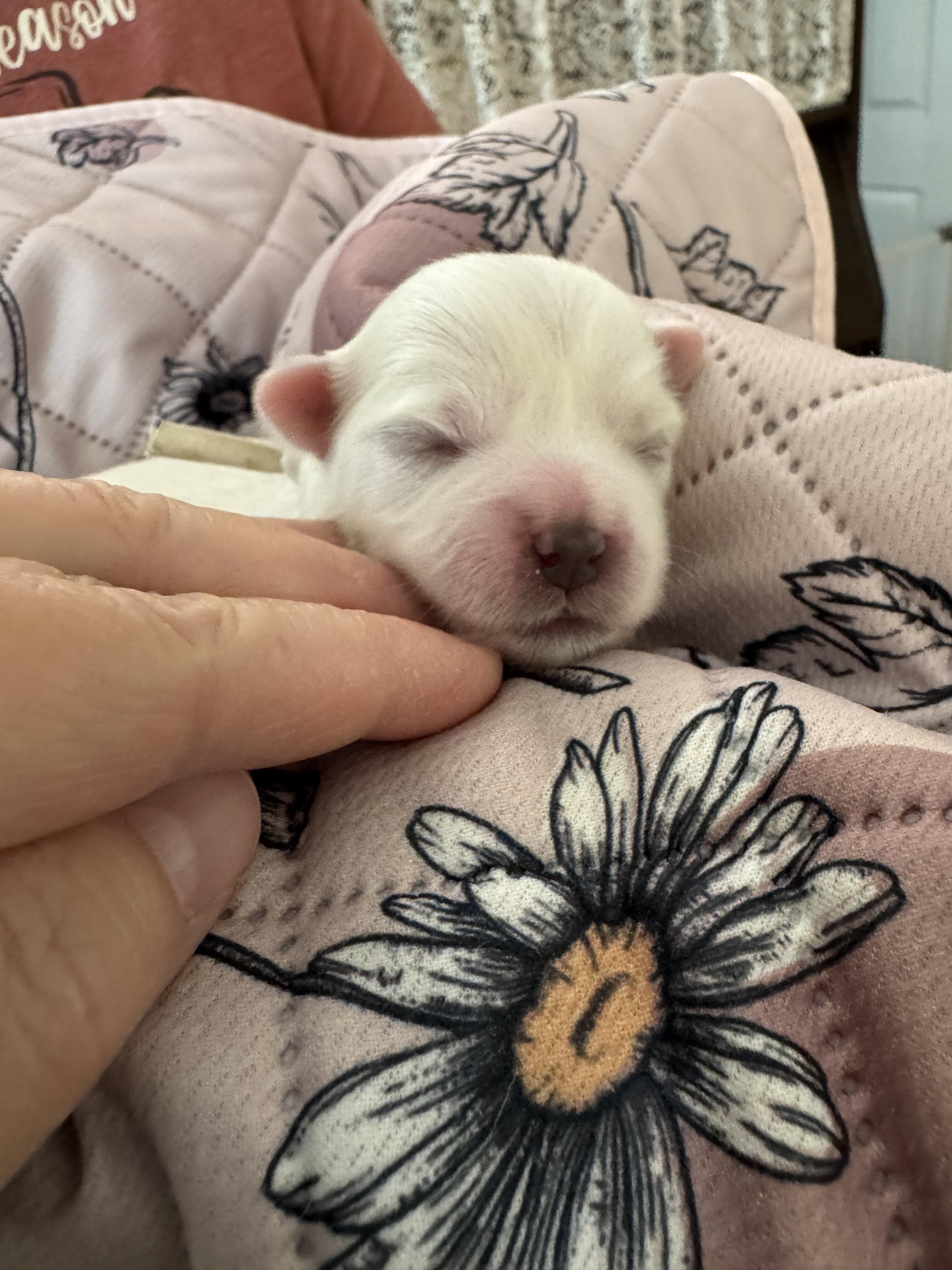 Meadow - Coton de Tulear image 4