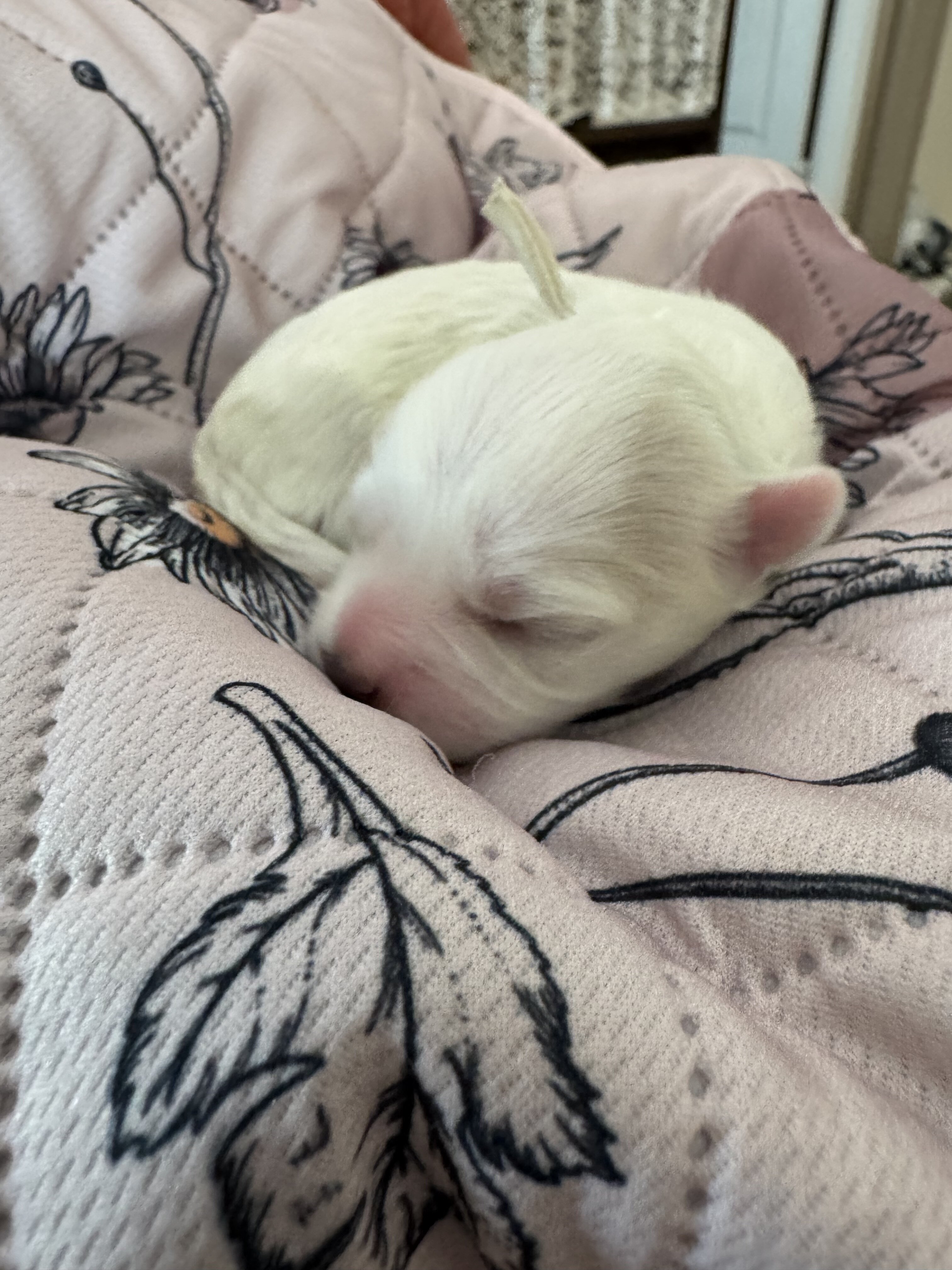 Meadow - Coton de Tulear image 6