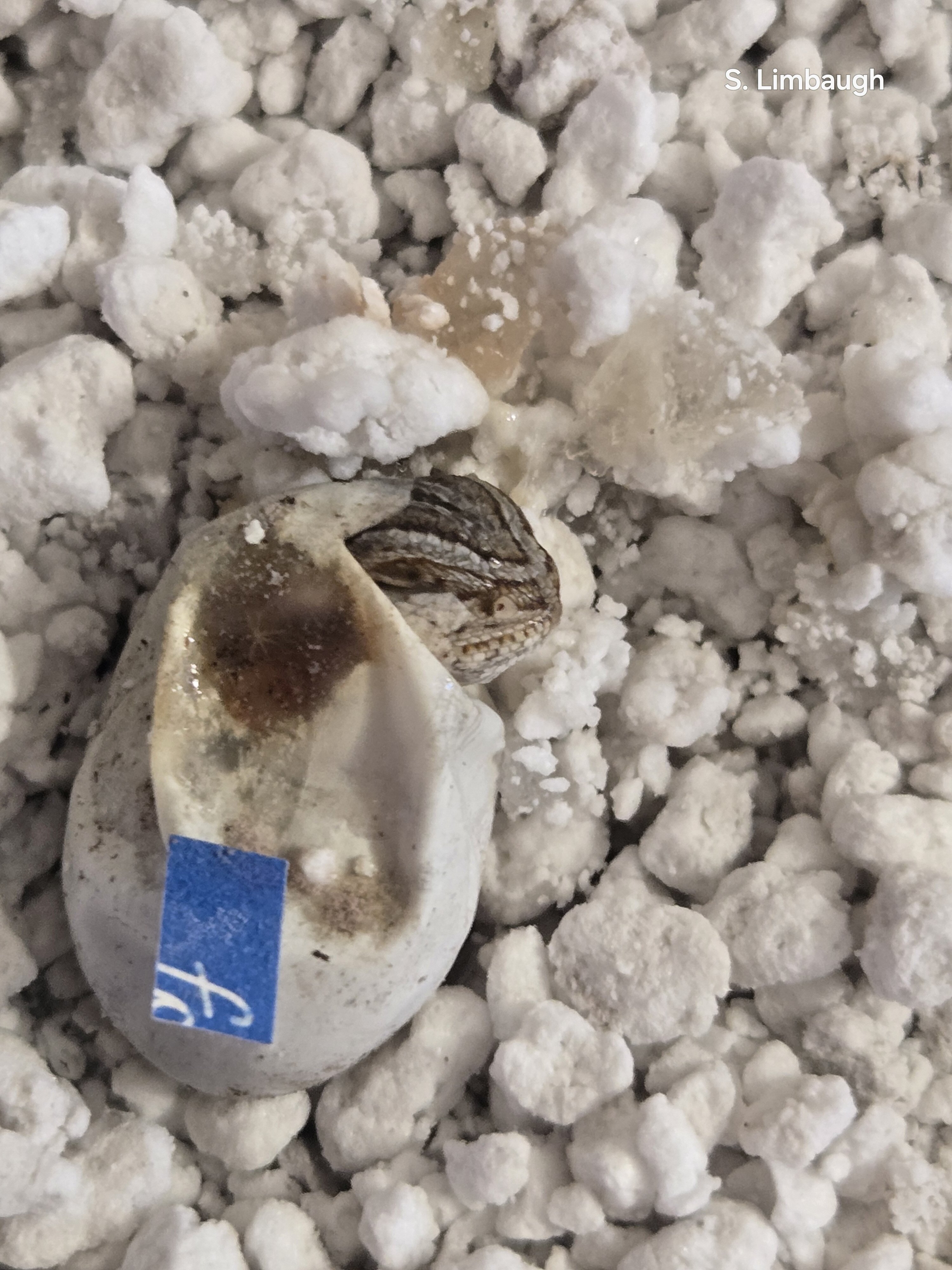 Baby Bearded Dragons image 6