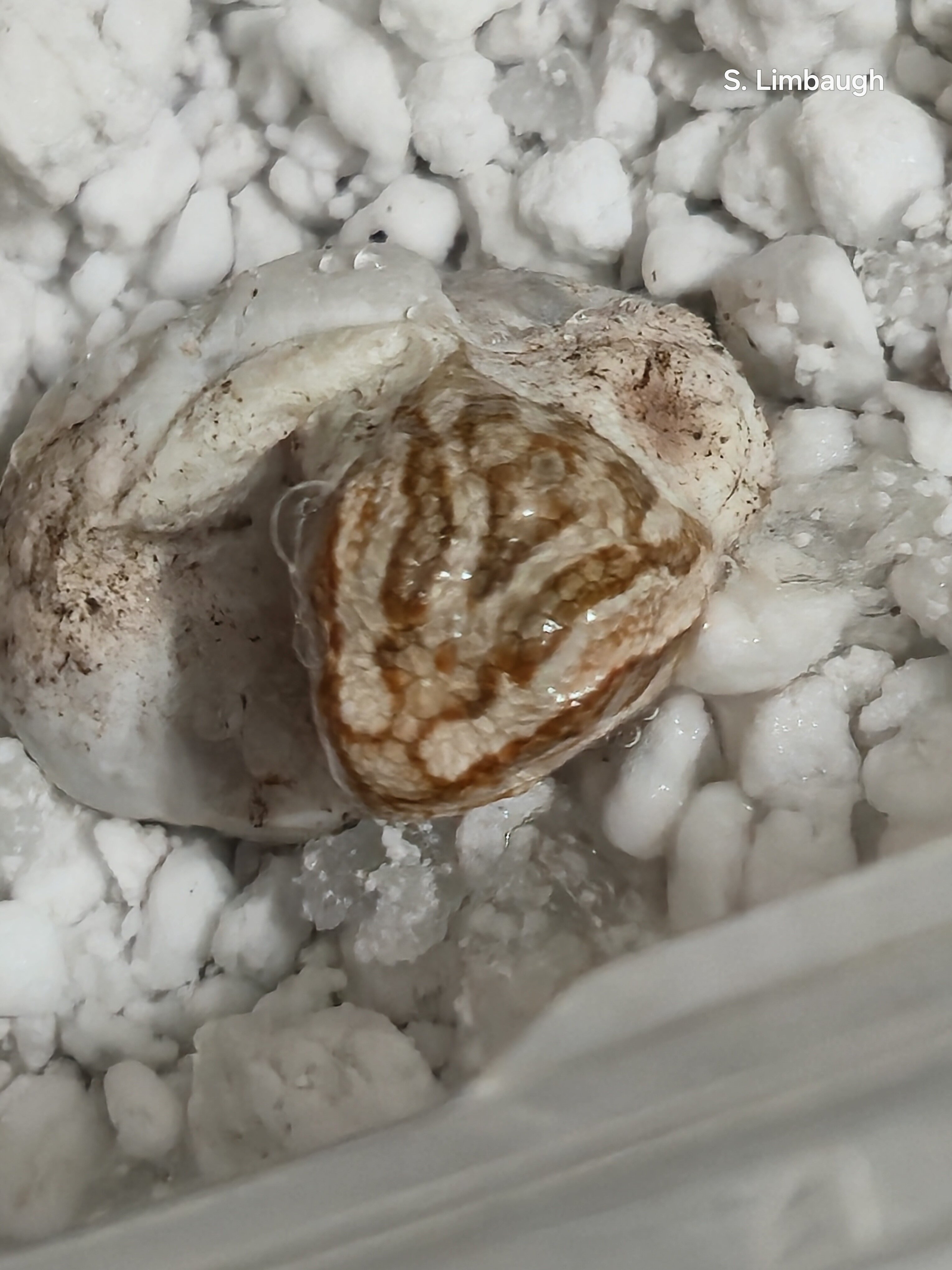 Baby Bearded Dragons image 5