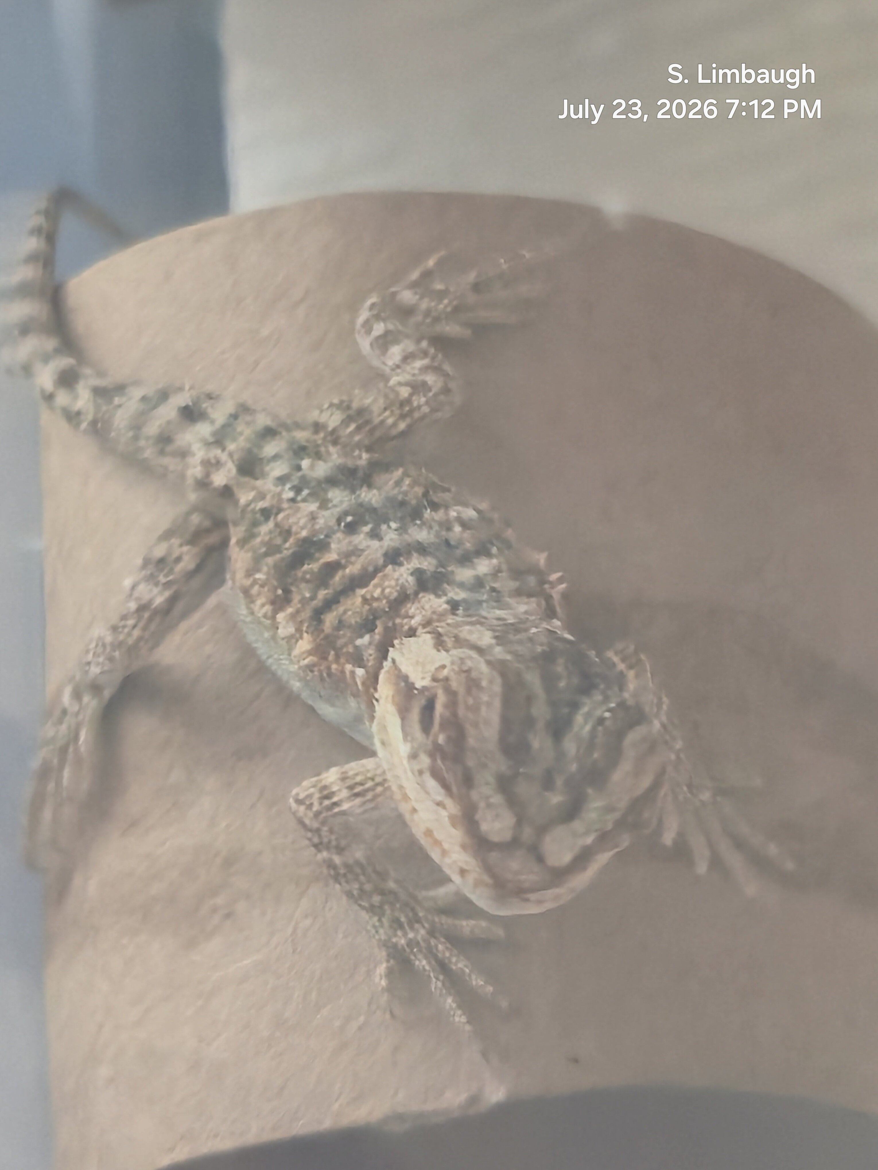 Baby Bearded Dragons image 4