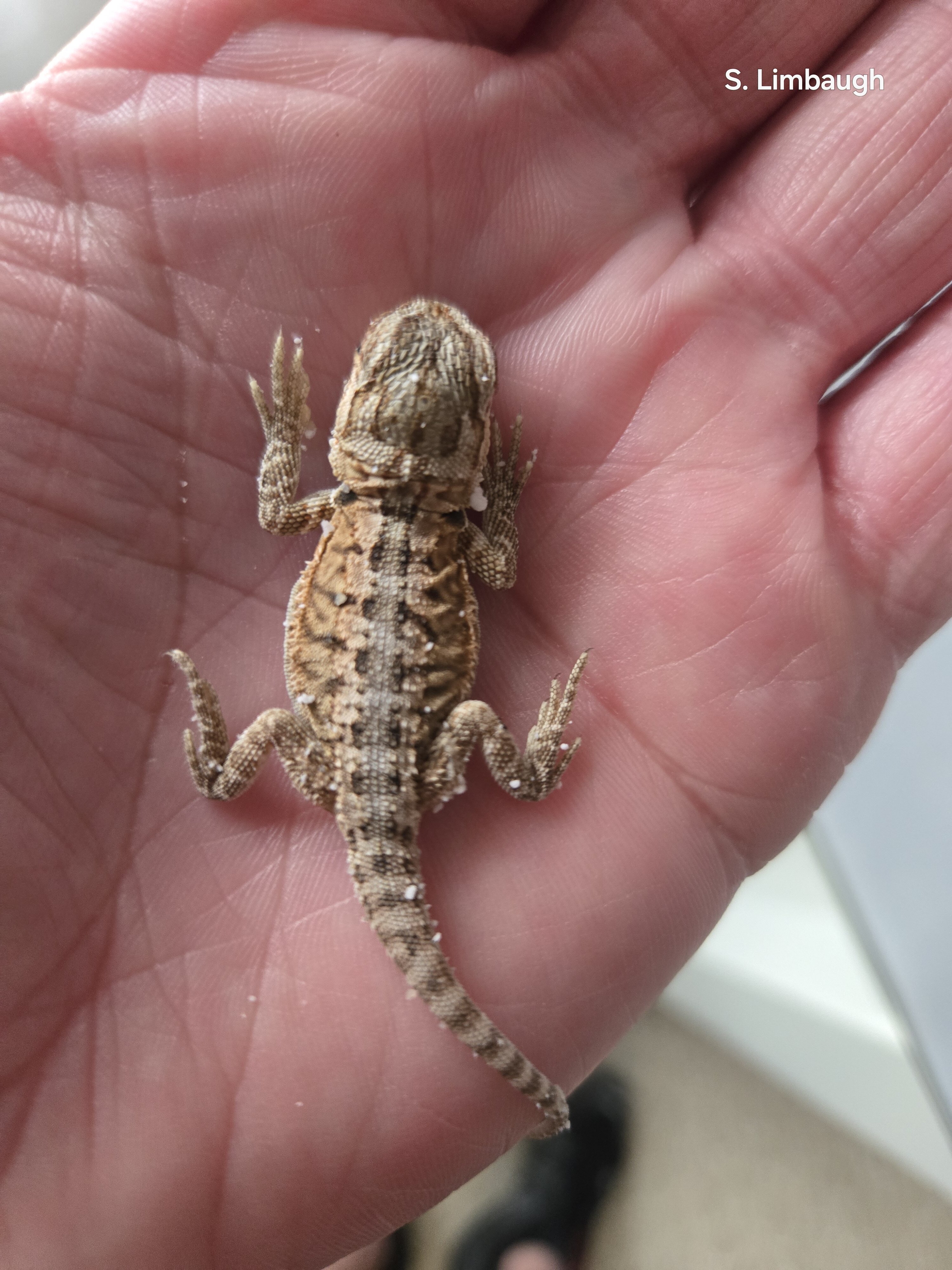 Baby Bearded Dragons image 3