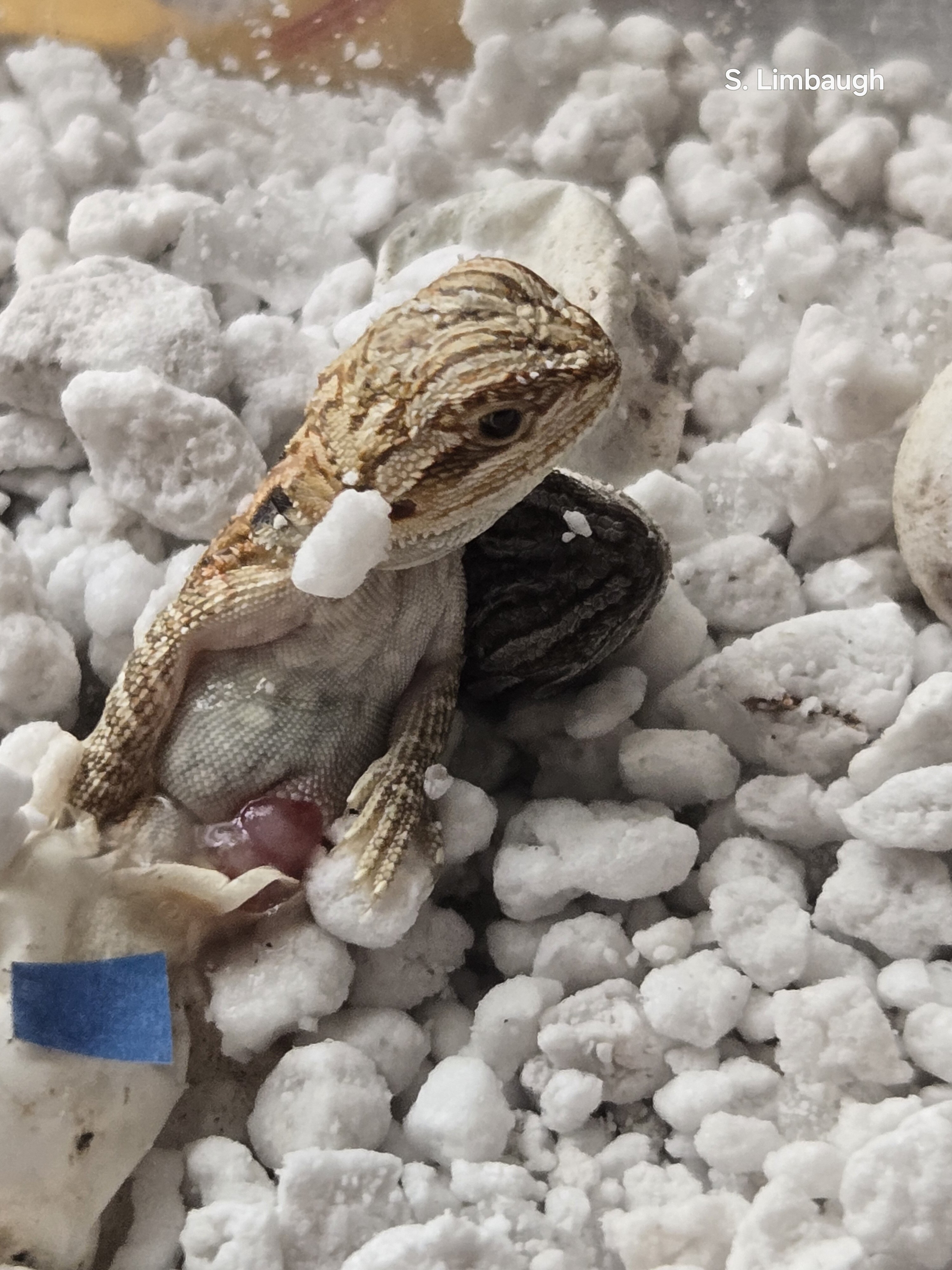 Baby Bearded Dragons image 2