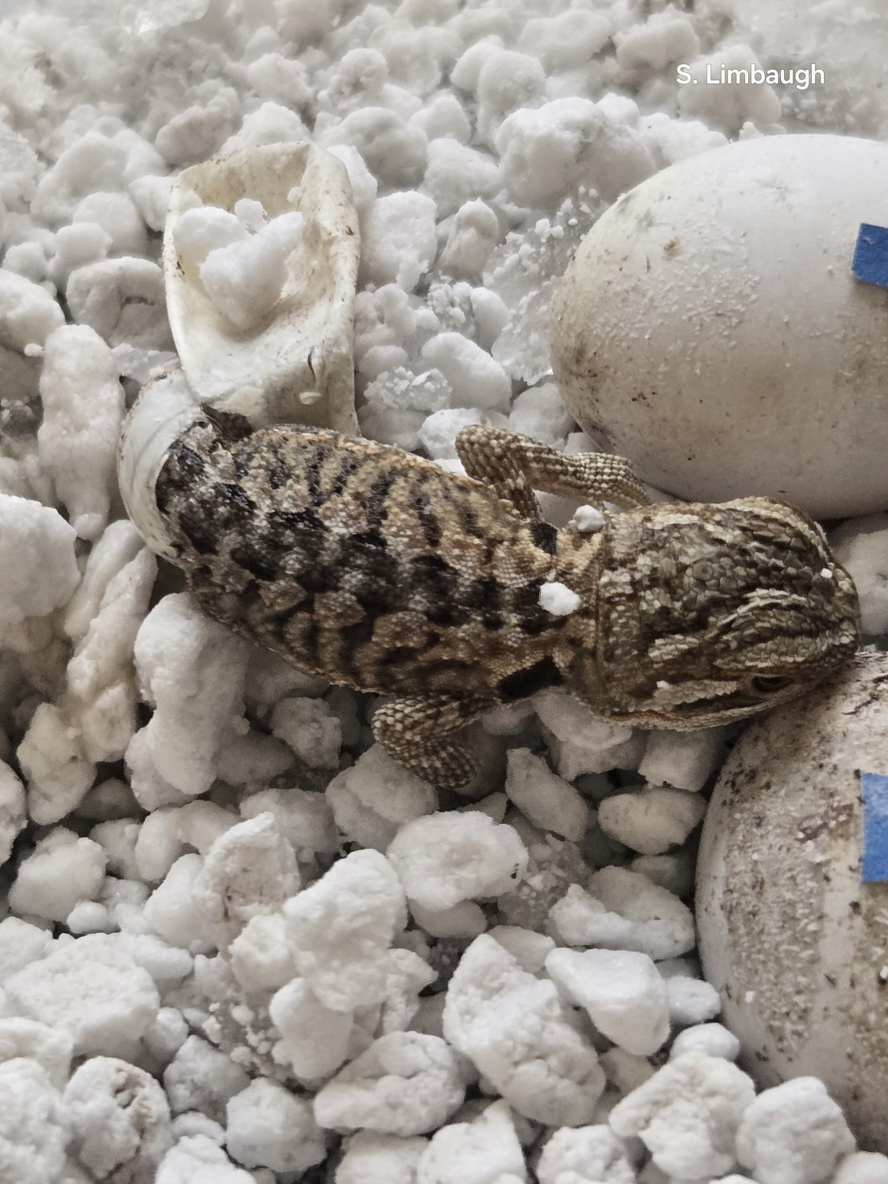 Baby Bearded Dragons image 1