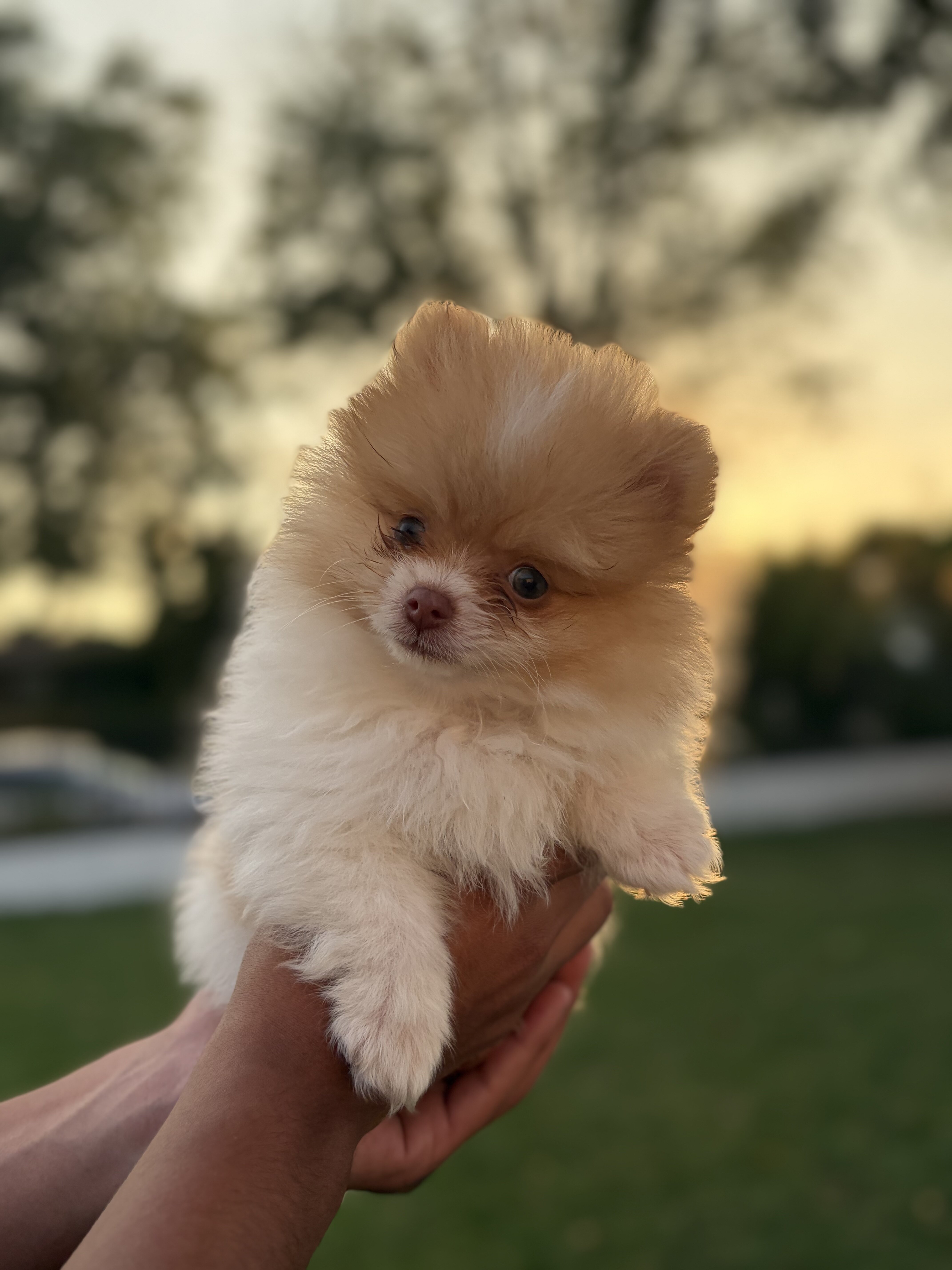 Pomeranian puppy image 1
