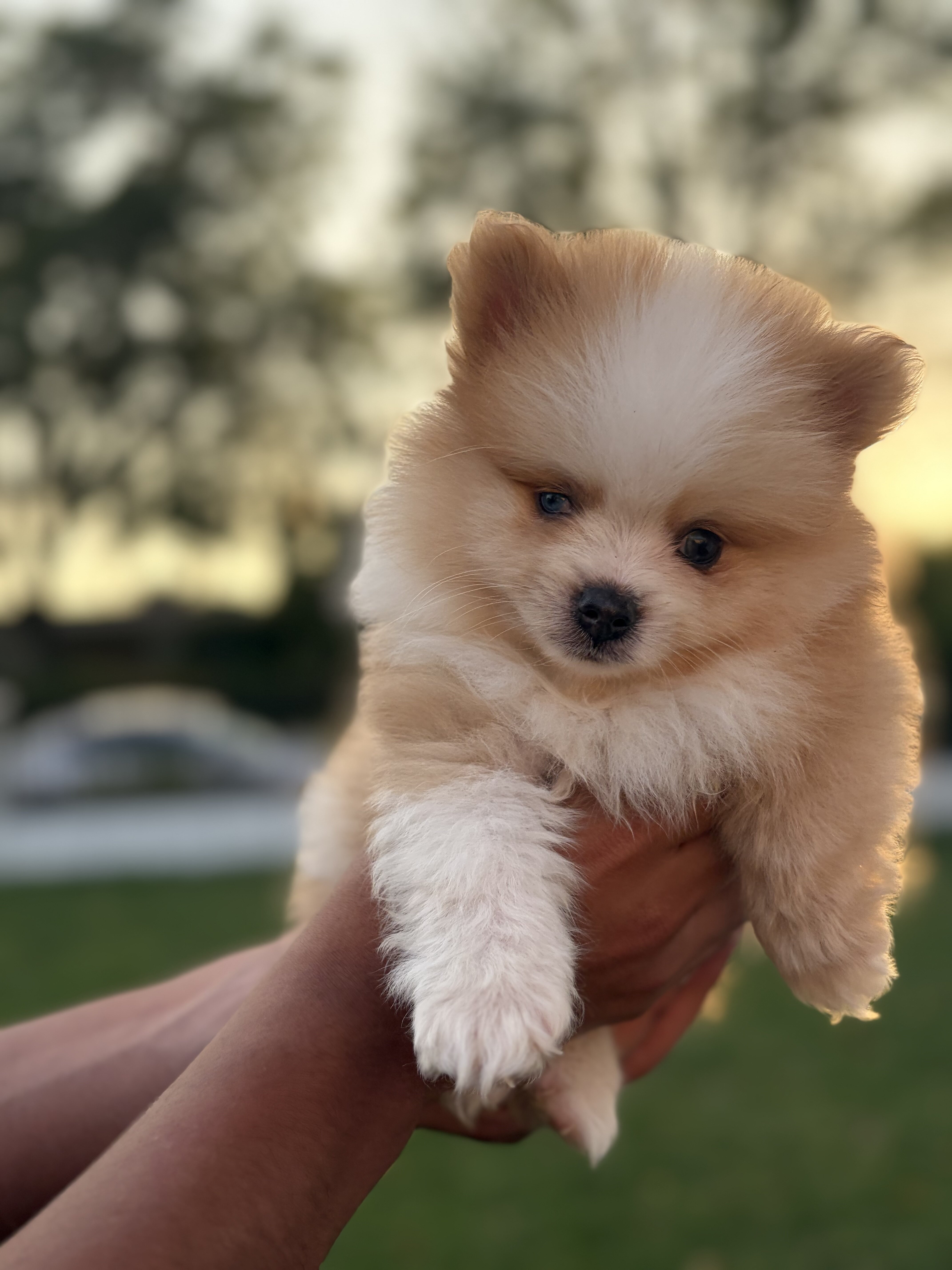 Pomeranian puppy image 2