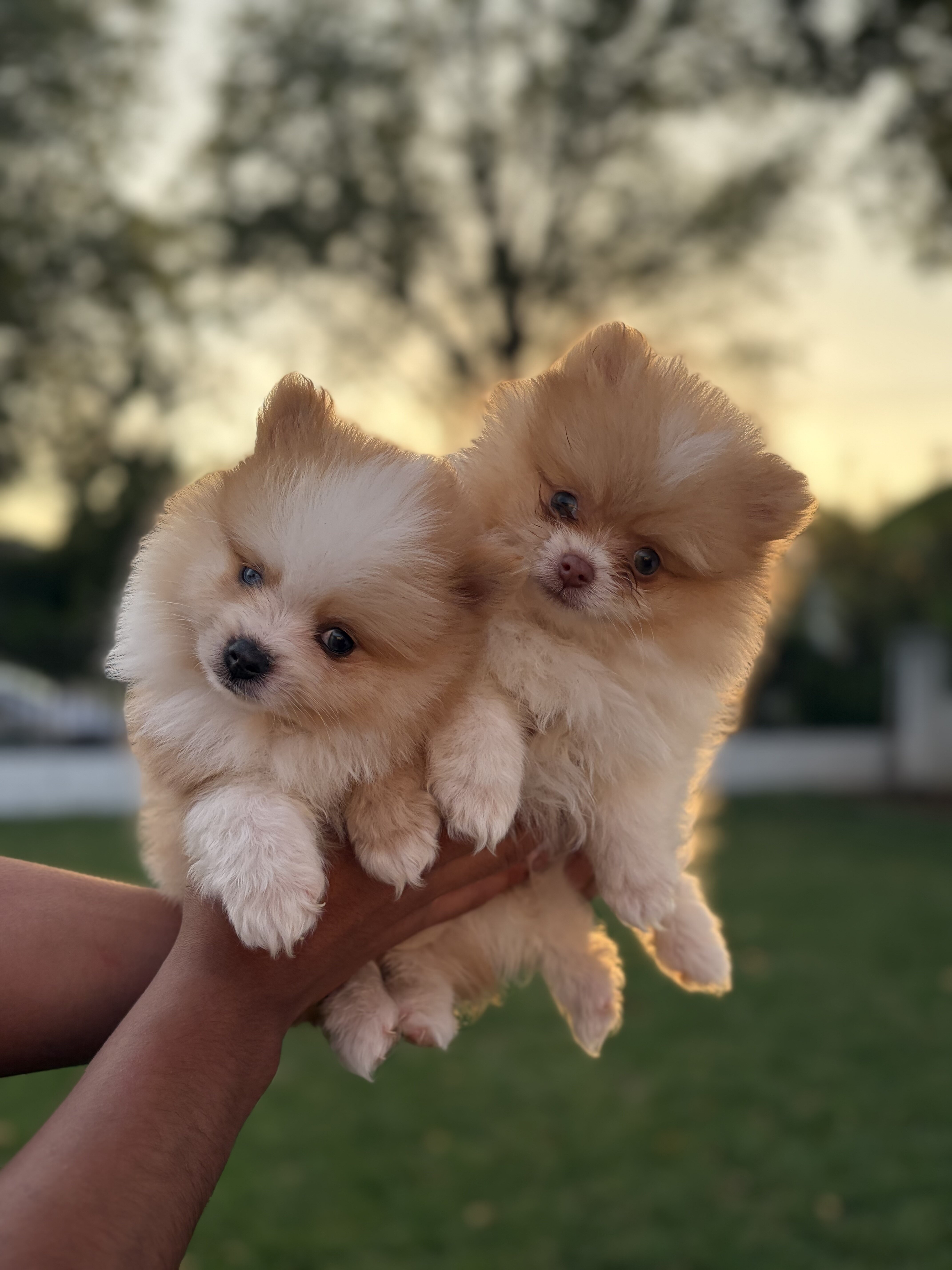 Pomeranian puppy image 4