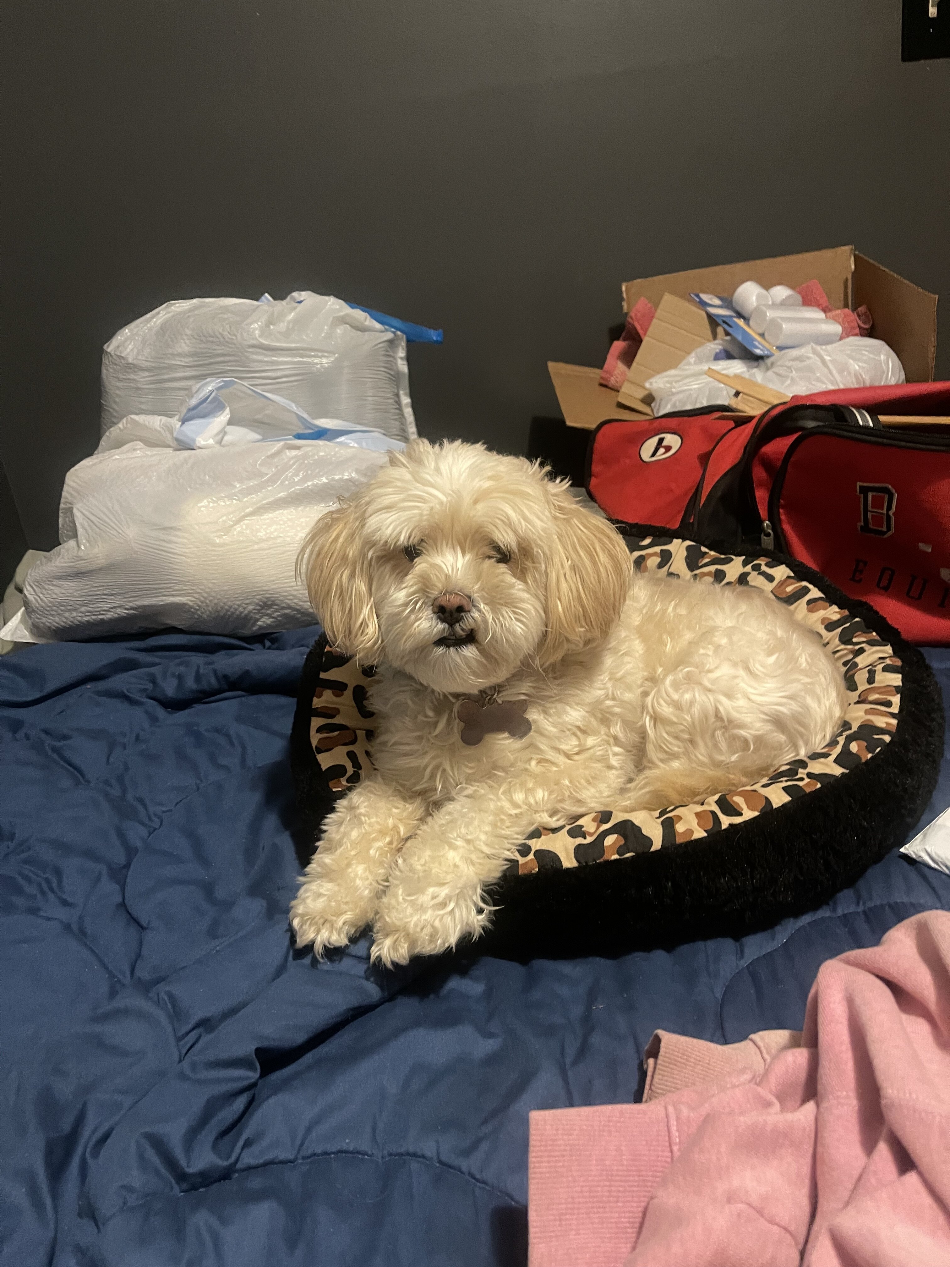 4 year old maltapoo /female image 1