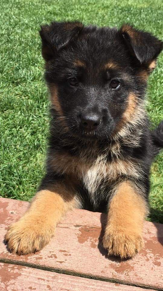 Beautiful black-and-tan German Shepherd image 2