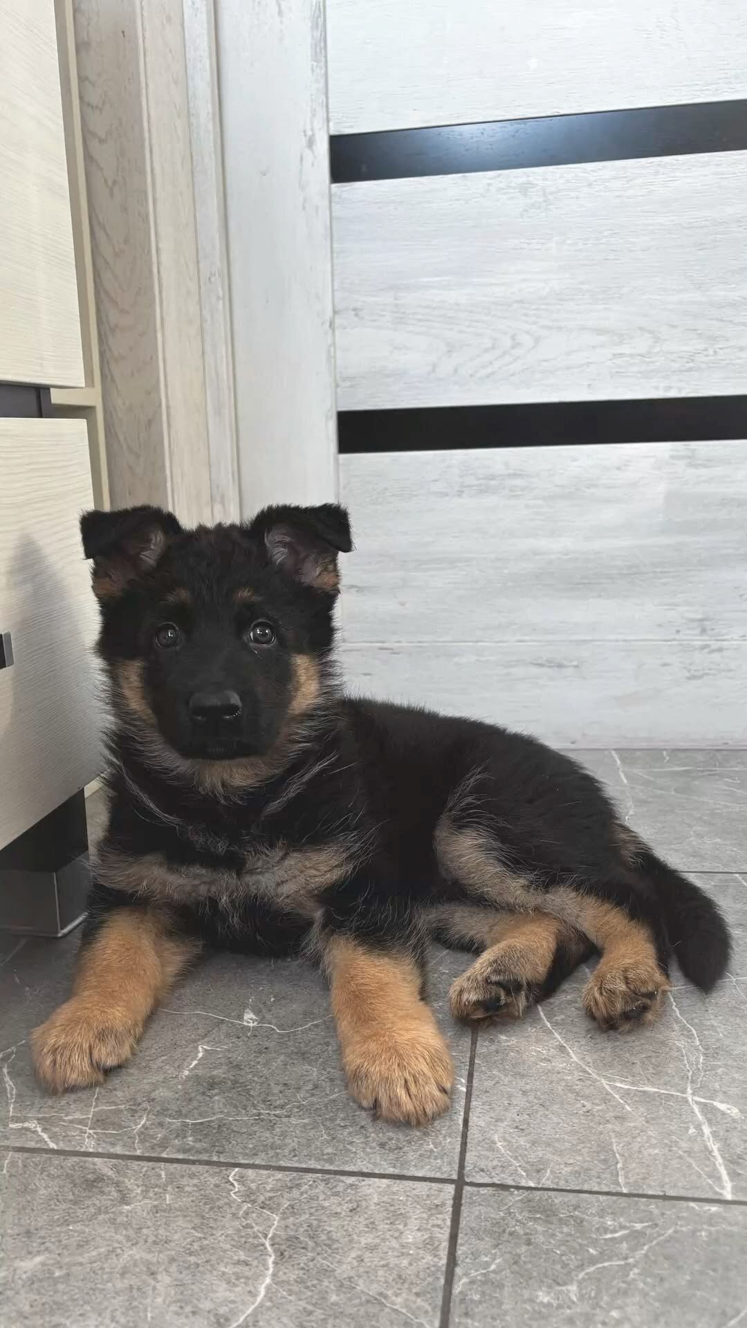 Beautiful black-and-tan German Shepherd image 1