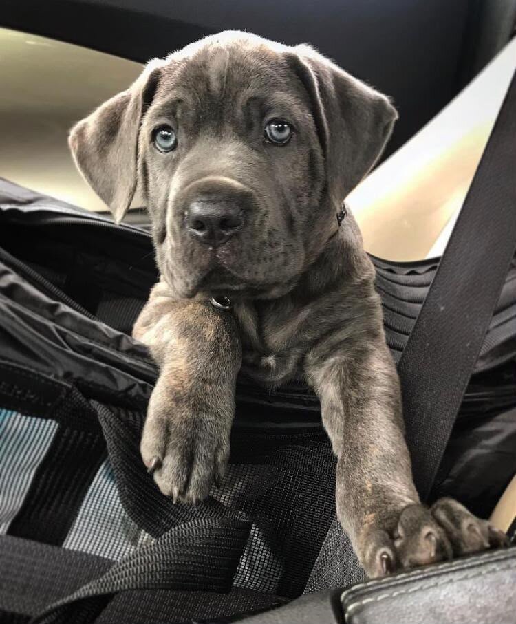Great Pitbull Puppies image 1