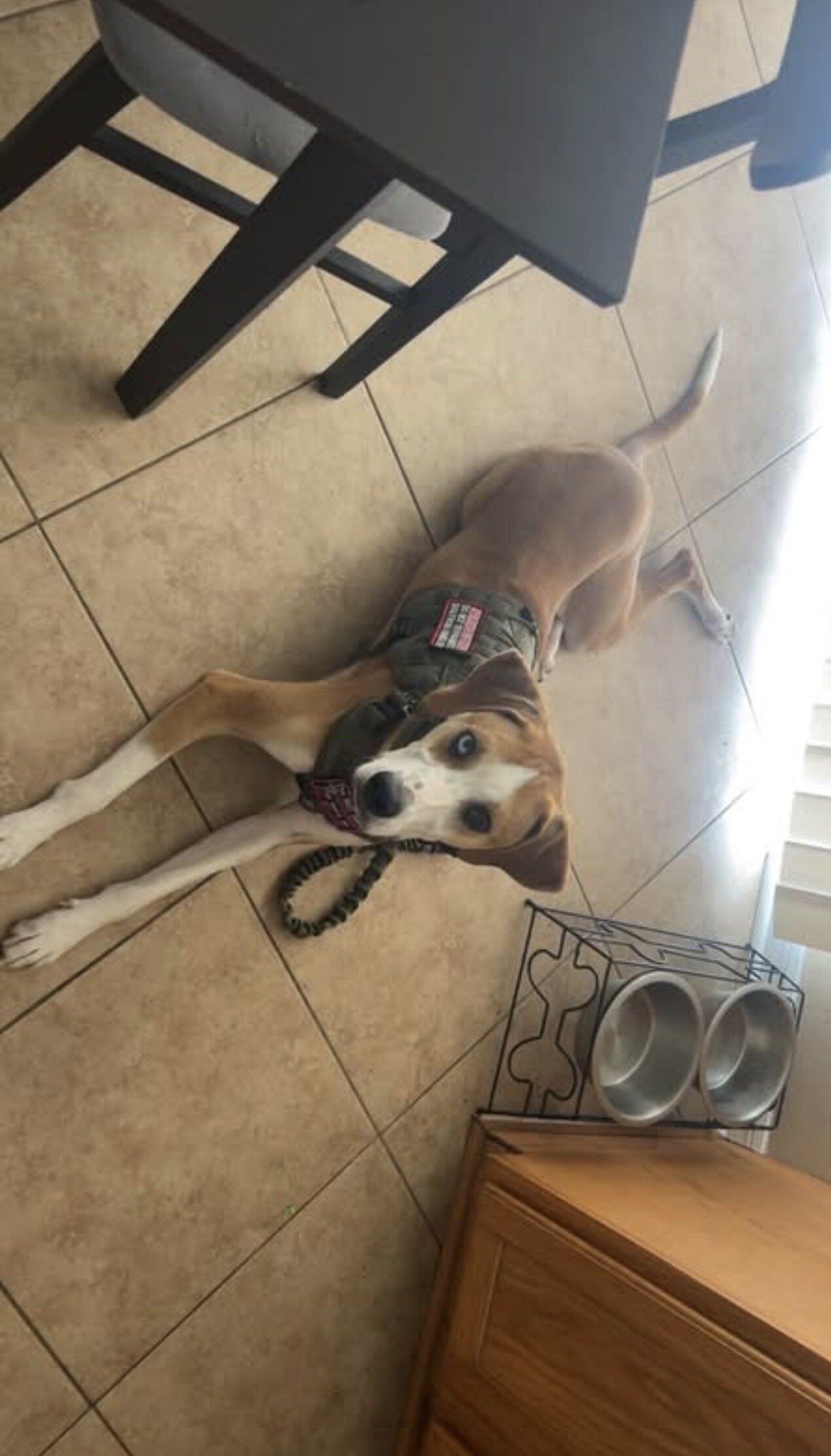 Service dog image 4