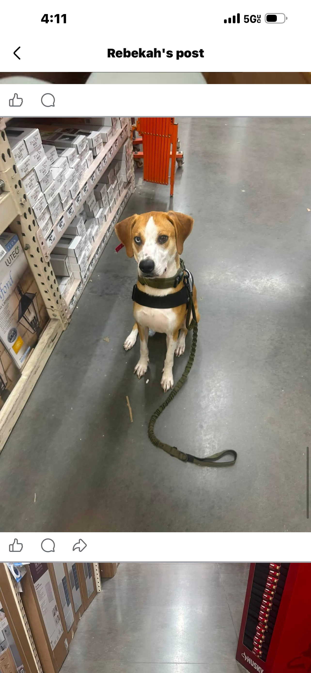 Service dog image 2