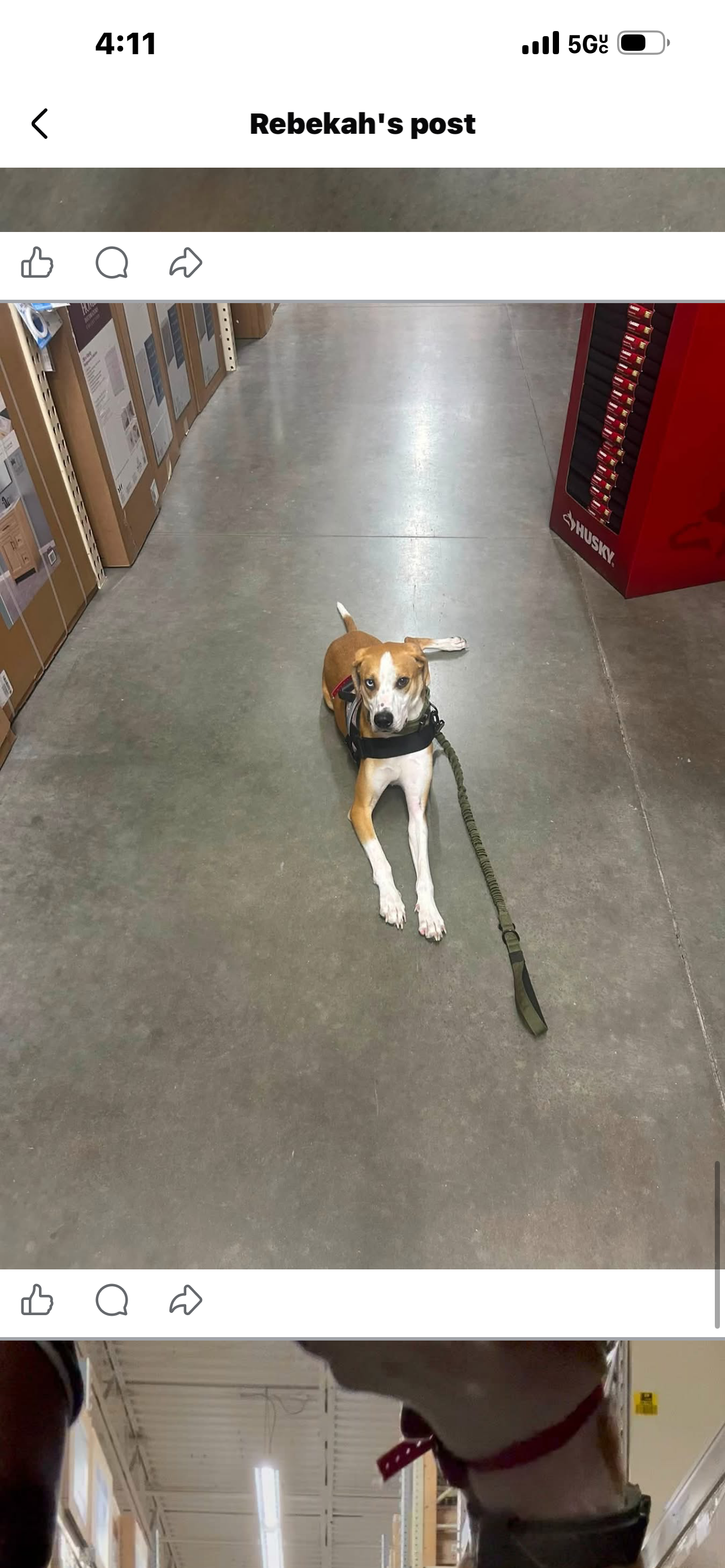 Service dog image 1