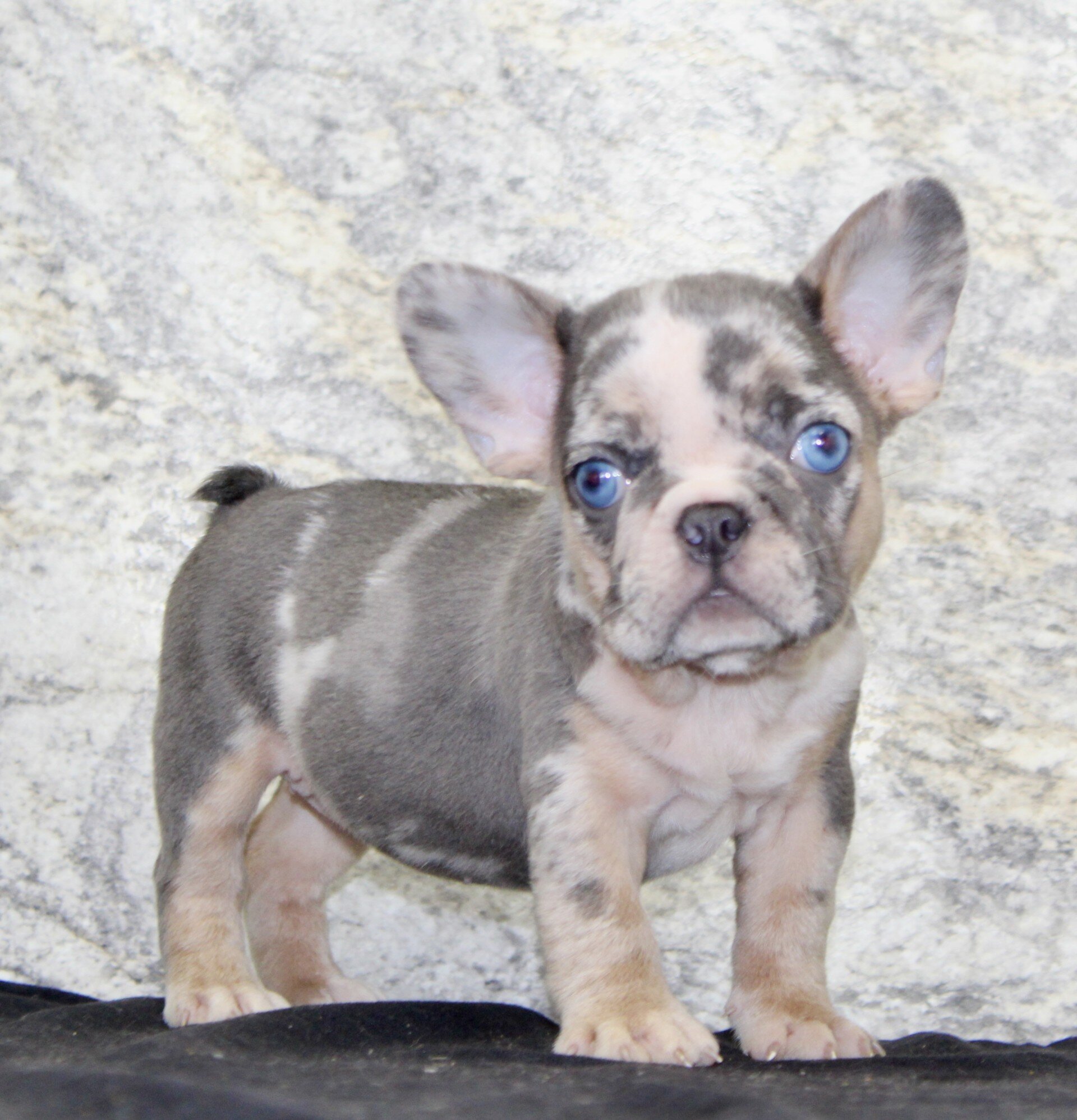 Maggie Female French Bulldog image 4