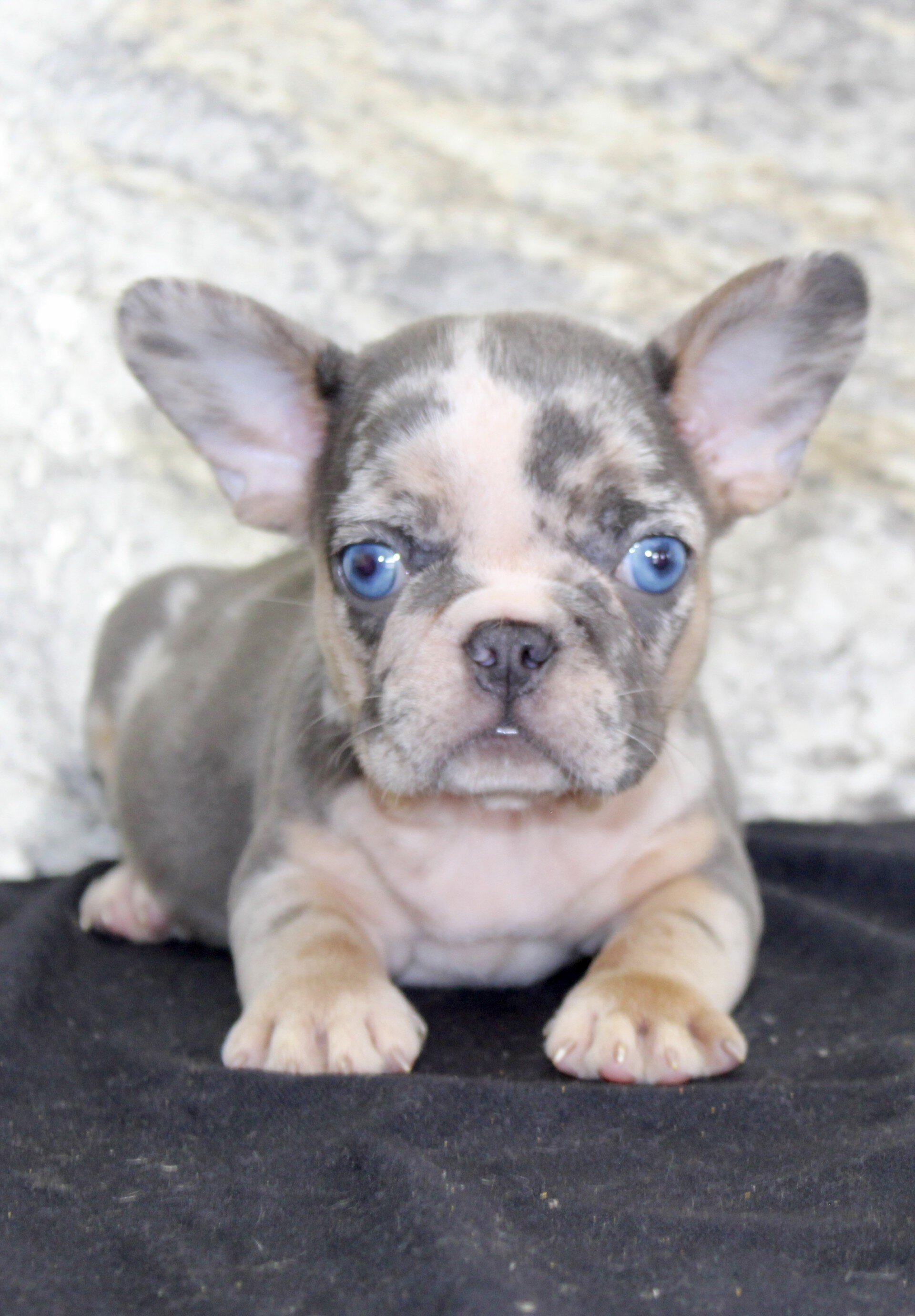 Maggie Female French Bulldog image 2