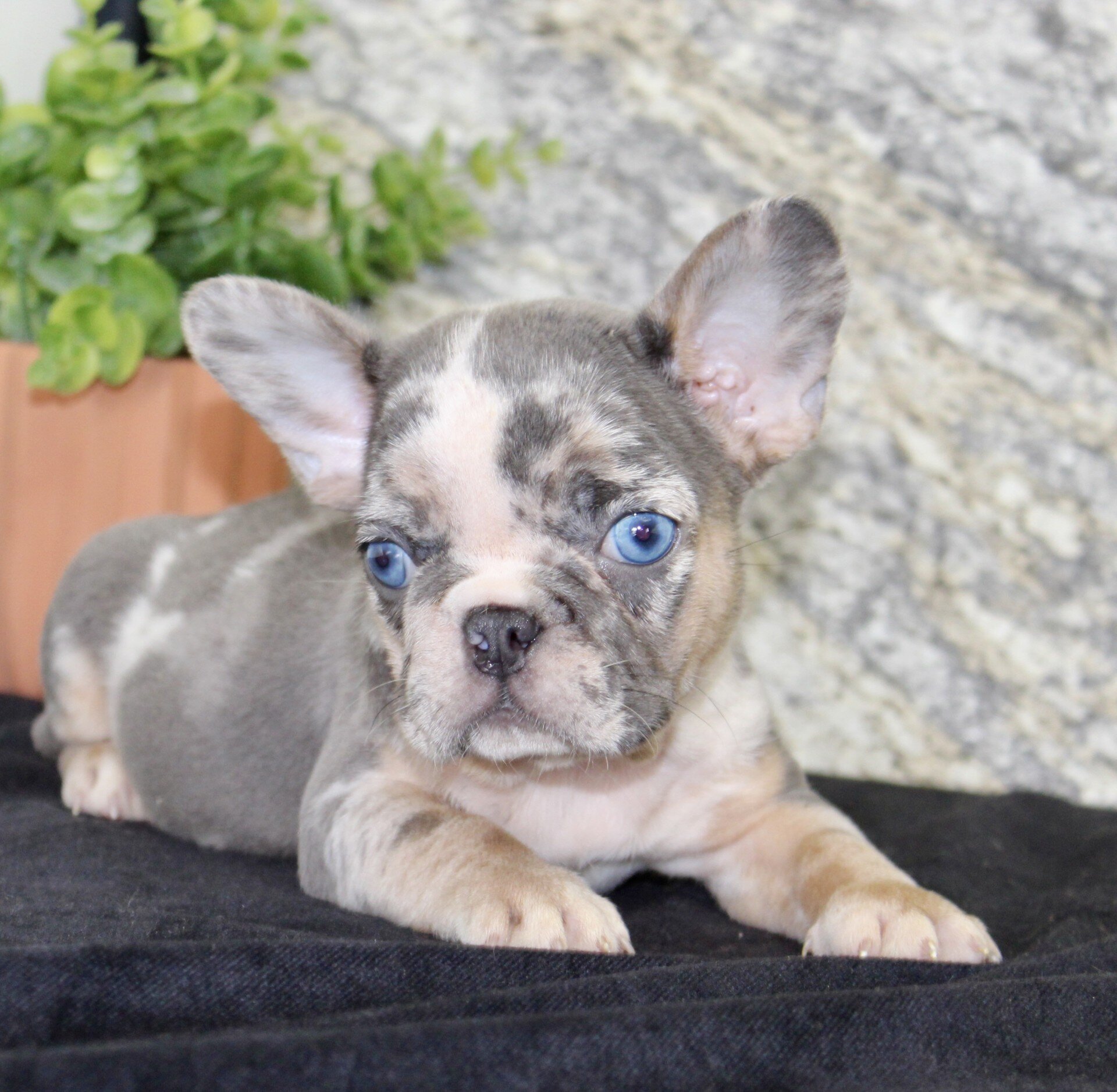 Maggie Female French Bulldog image 3
