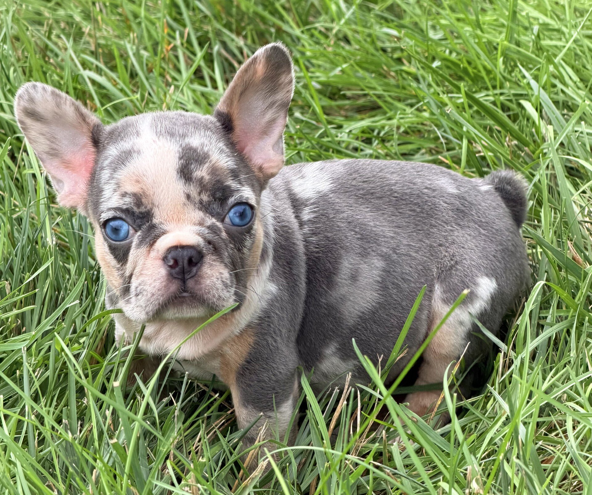 Maggie Female French Bulldog image 6