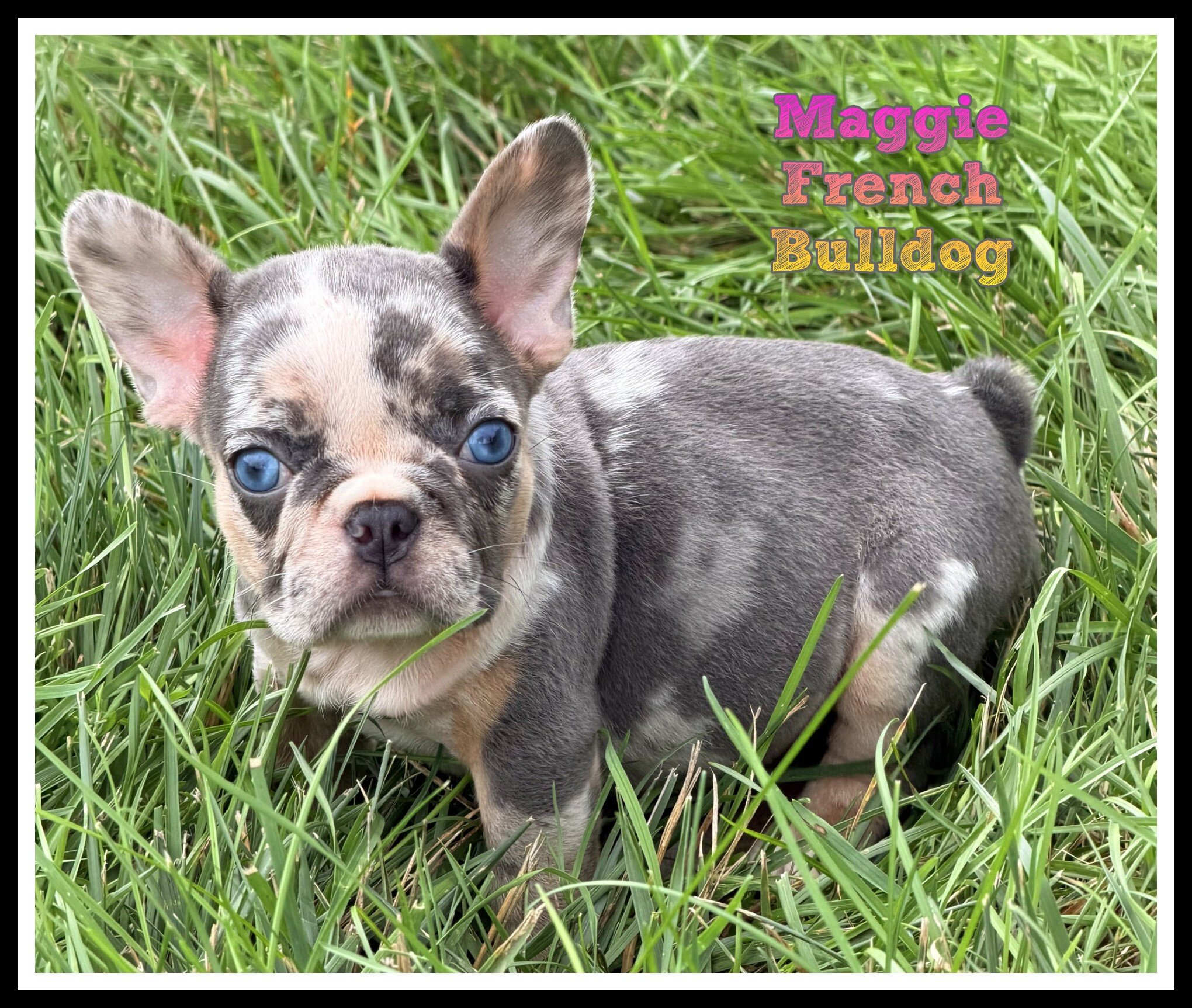 Maggie Female French Bulldog image 1