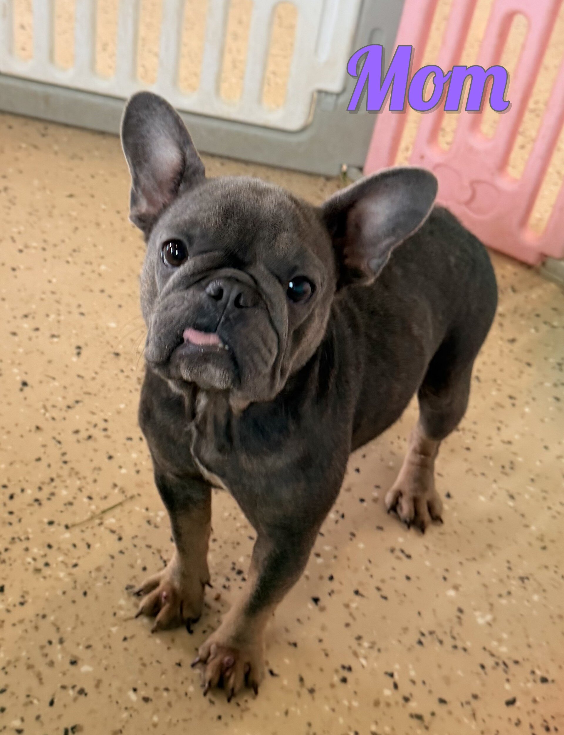 Maggie Female French Bulldog image 7